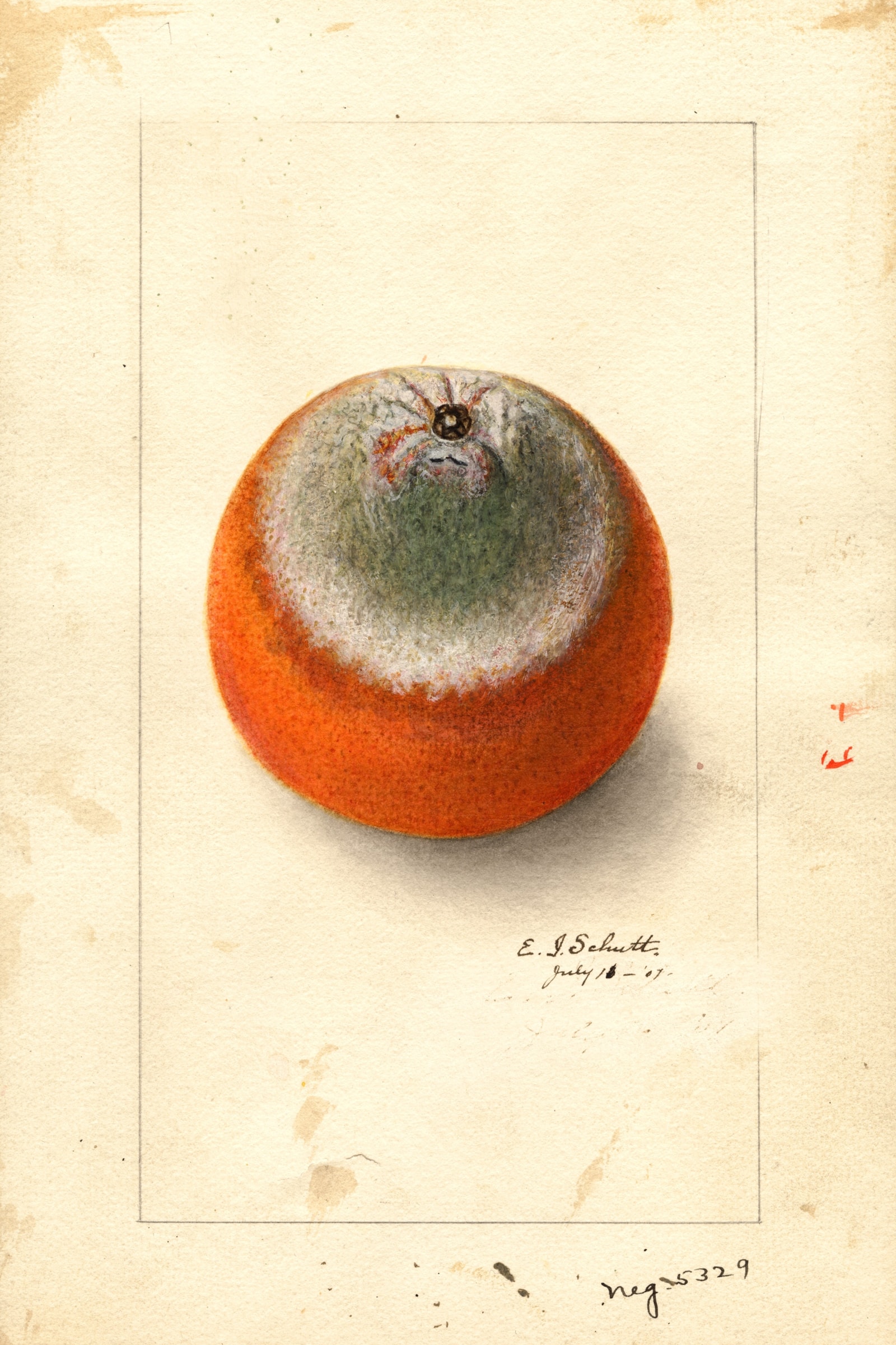 Valencia Late Orange