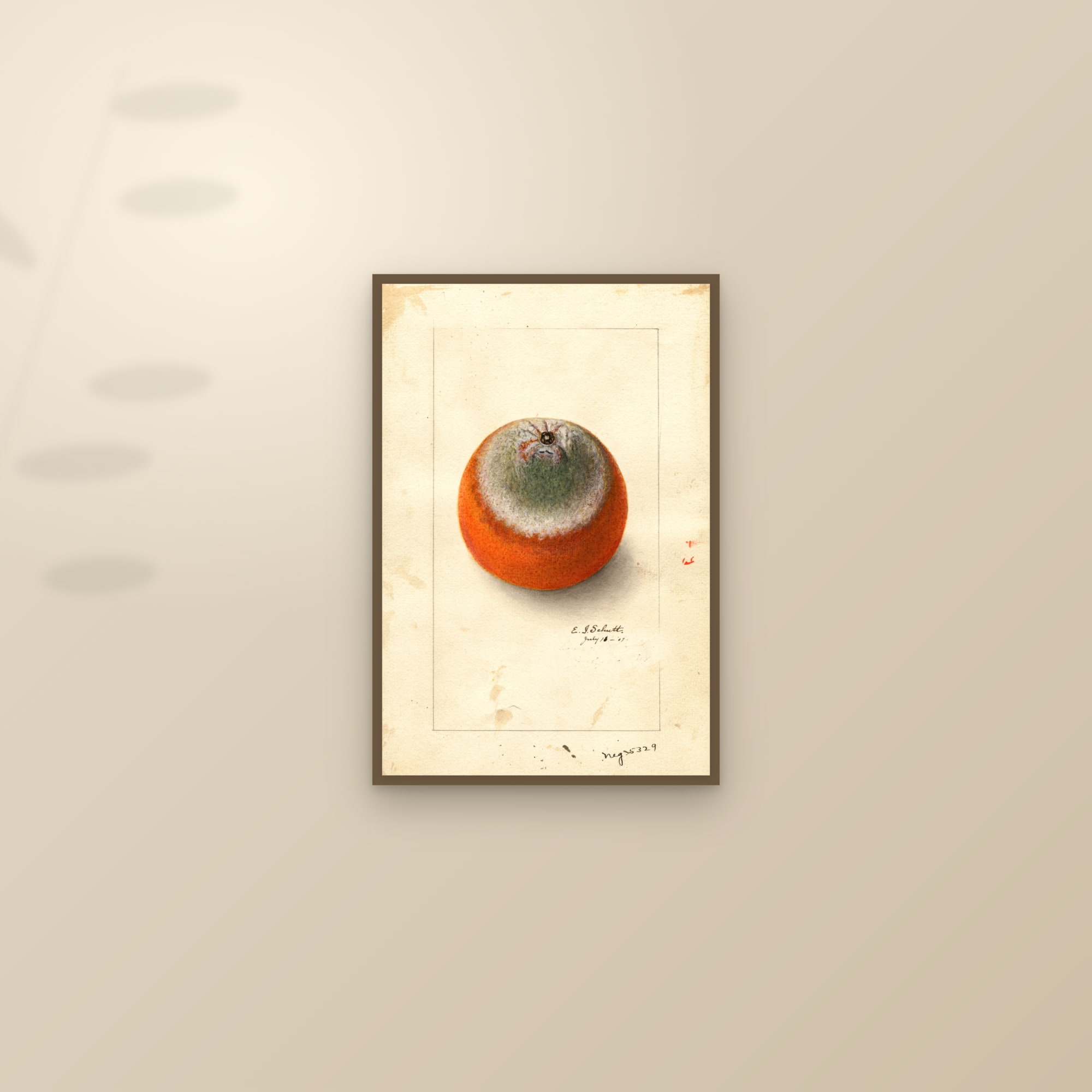 Valencia Late Orange — framed and styled on a sunlit wall