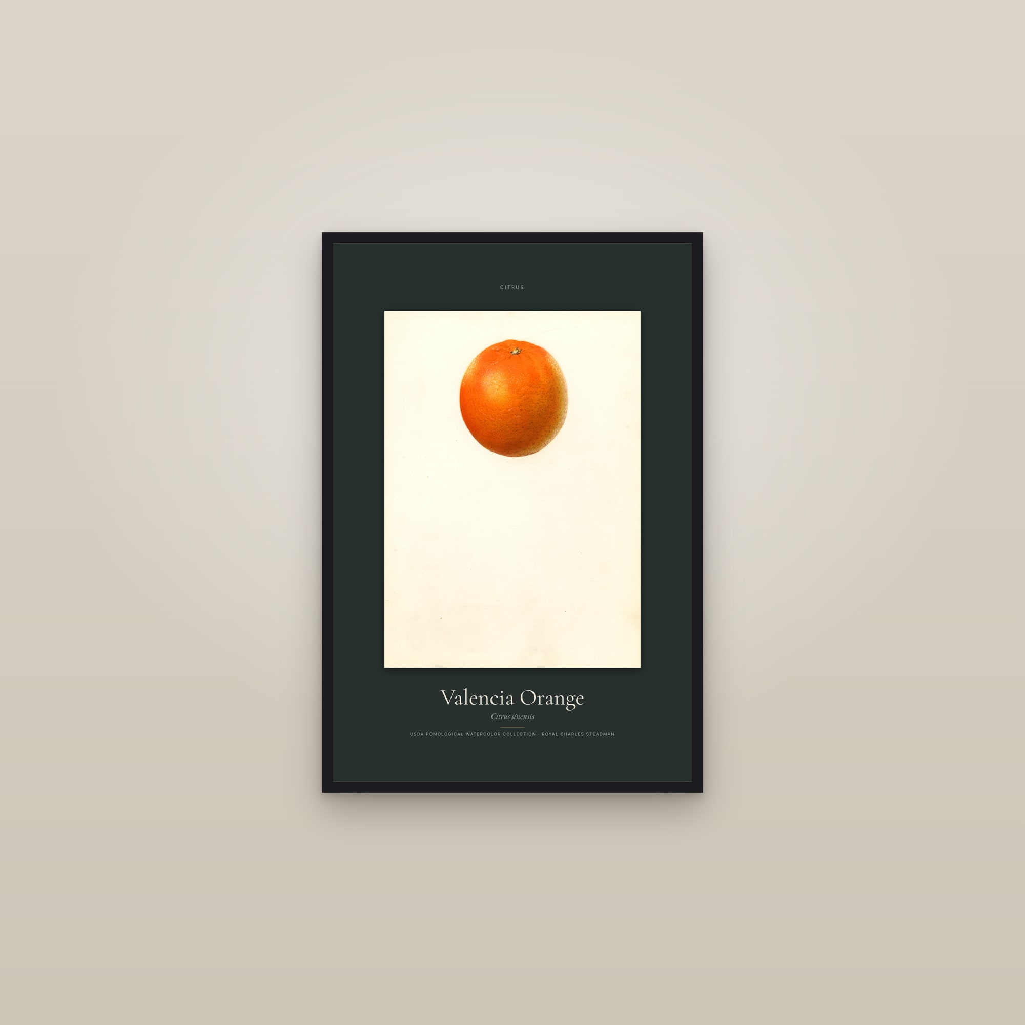 Valencia Orange — Specimen — framed in a gallery setting