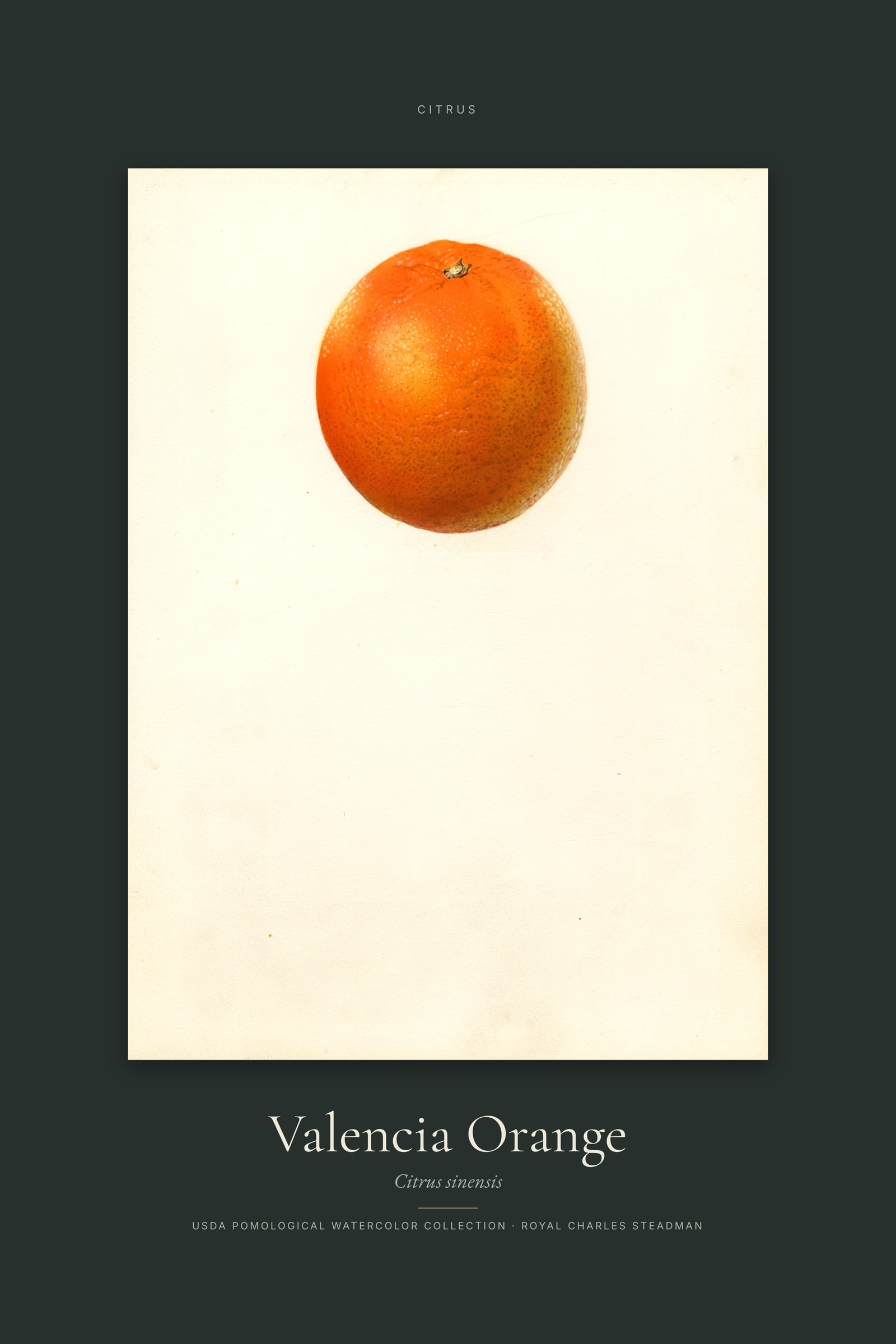Valencia Orange — Specimen