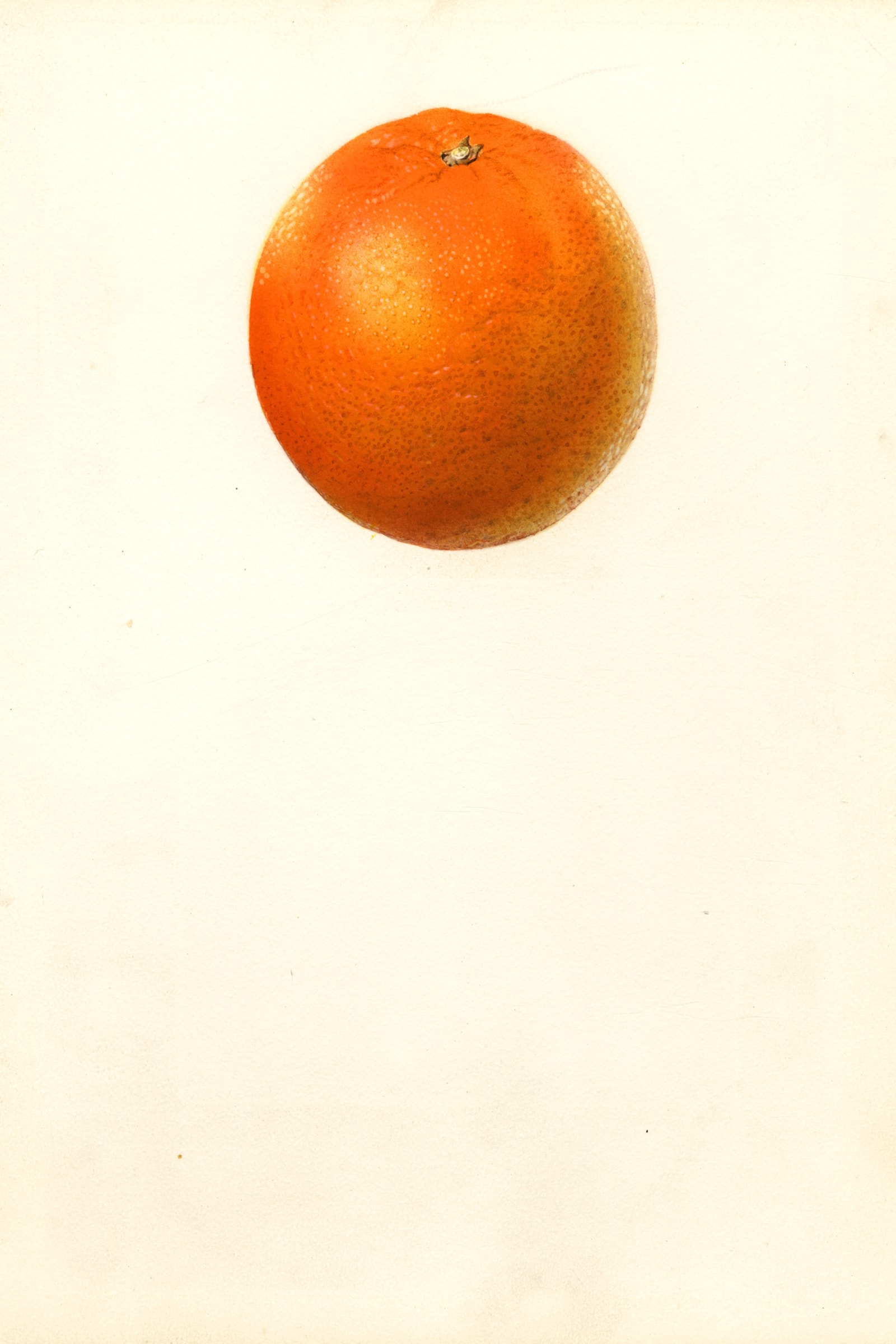 Valencia Orange