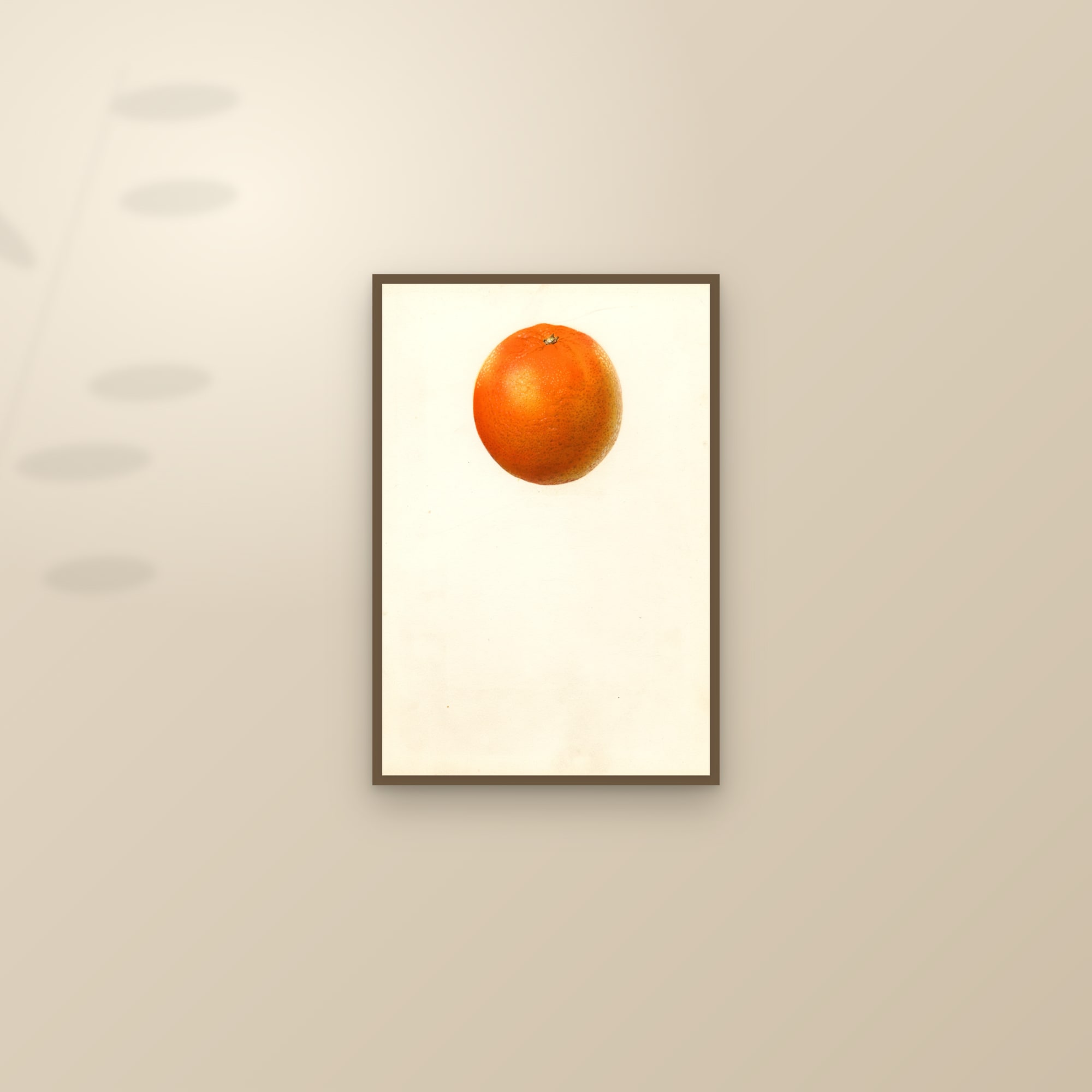 Valencia Orange — framed and styled on a sunlit wall