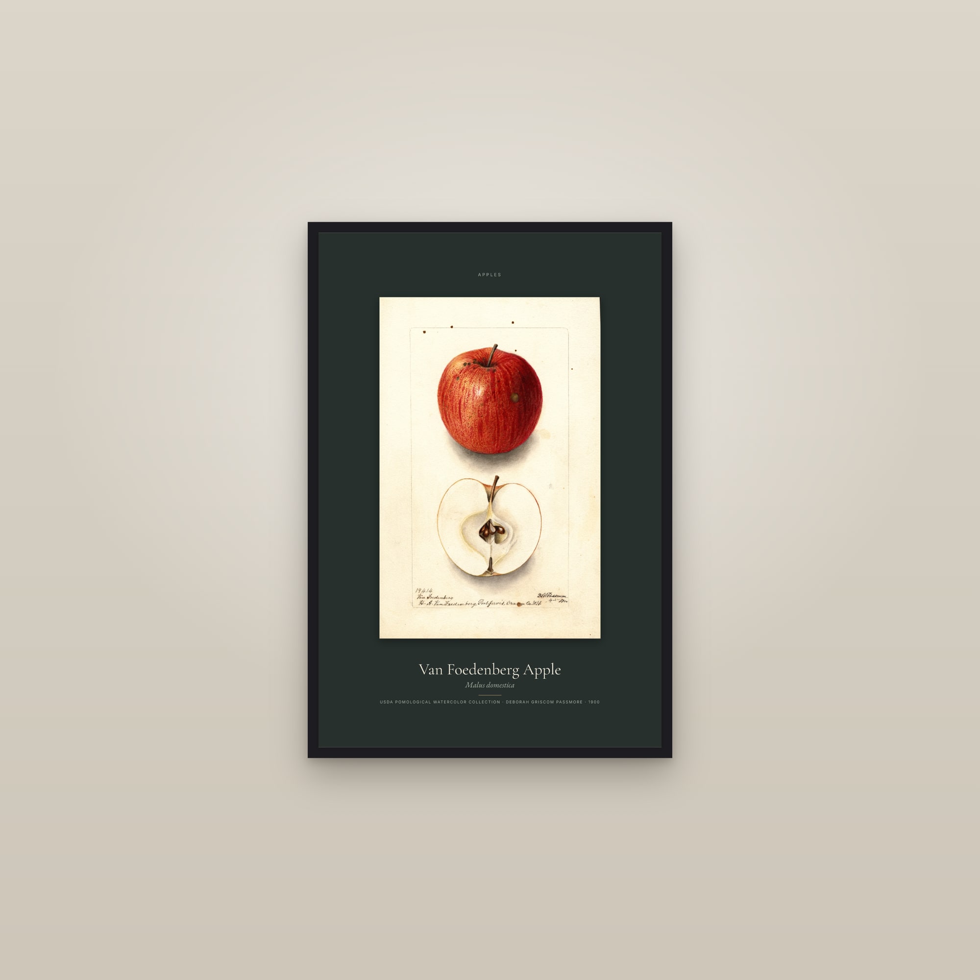Van Foedenberg Apple — Specimen — framed in a gallery setting