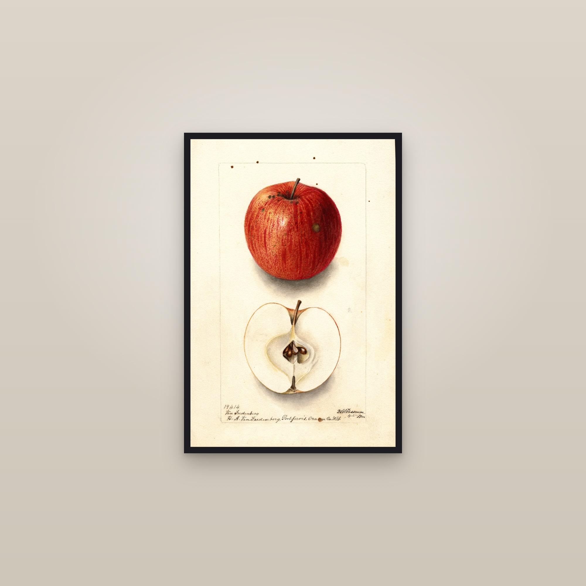 Van Foedenberg Apple — framed in a gallery setting