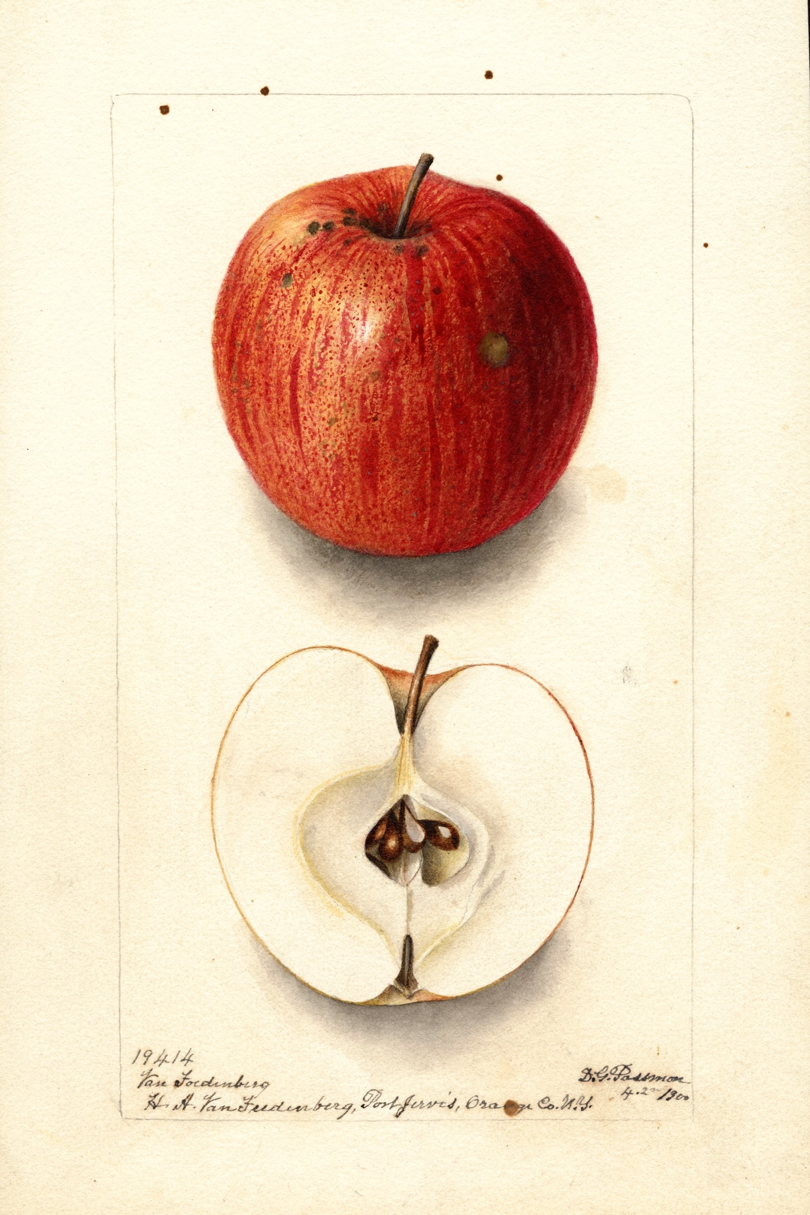Van Foedenberg Apple