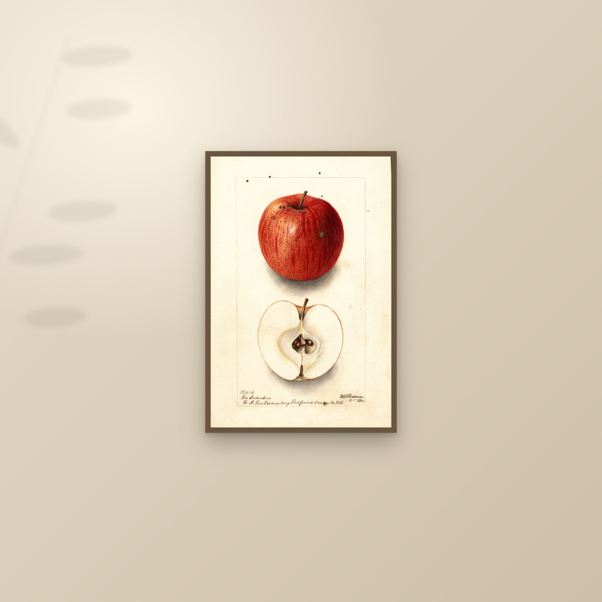 Van Foedenberg Apple — framed and styled on a sunlit wall