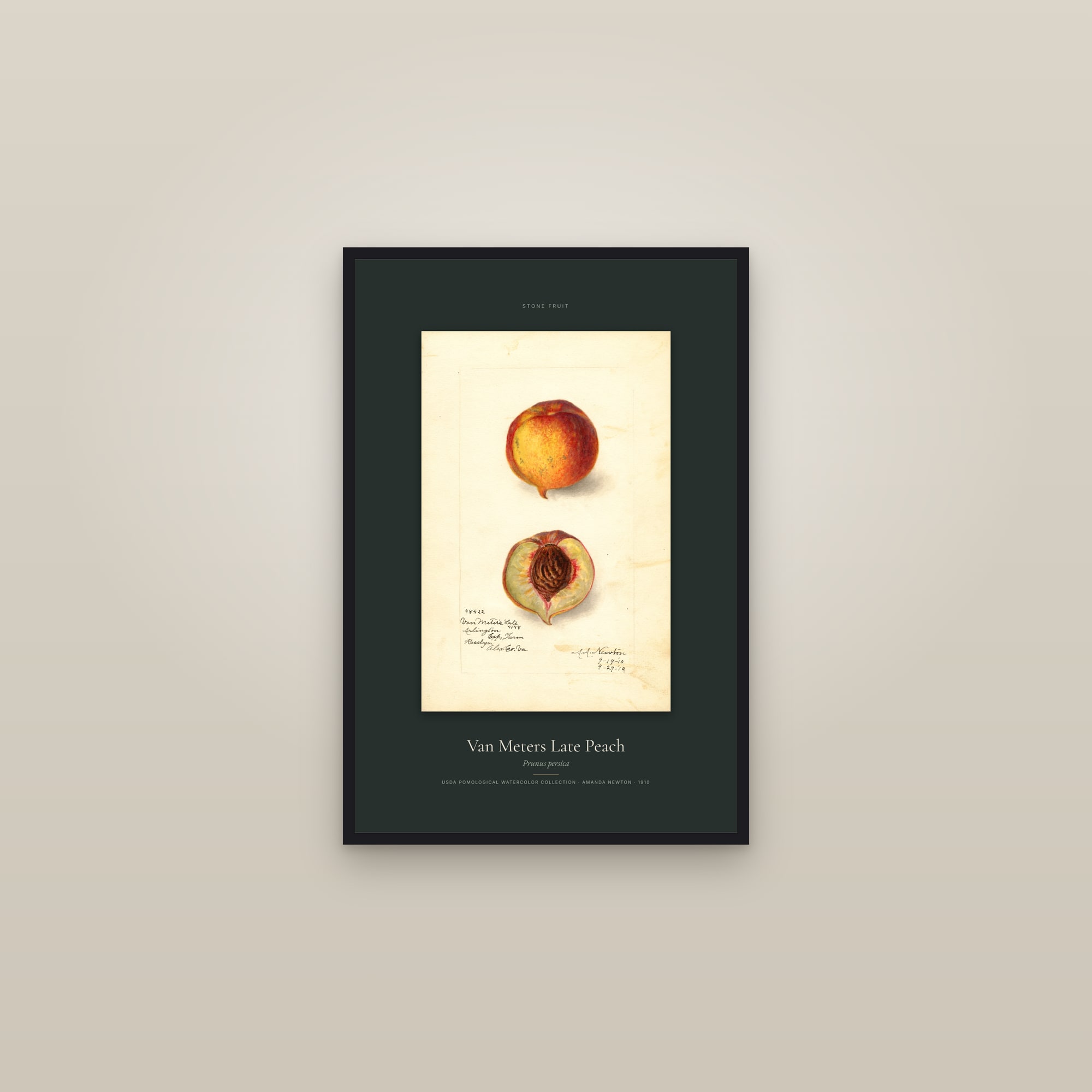 Van Meters Late Peach — Specimen — framed in a gallery setting