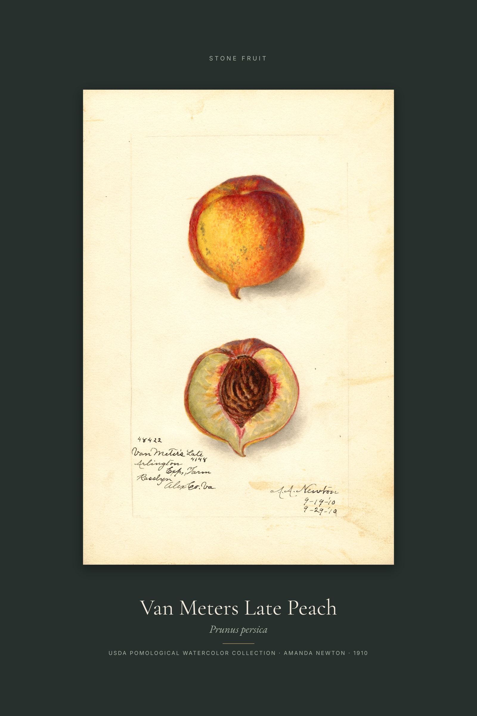 Van Meters Late Peach — Specimen