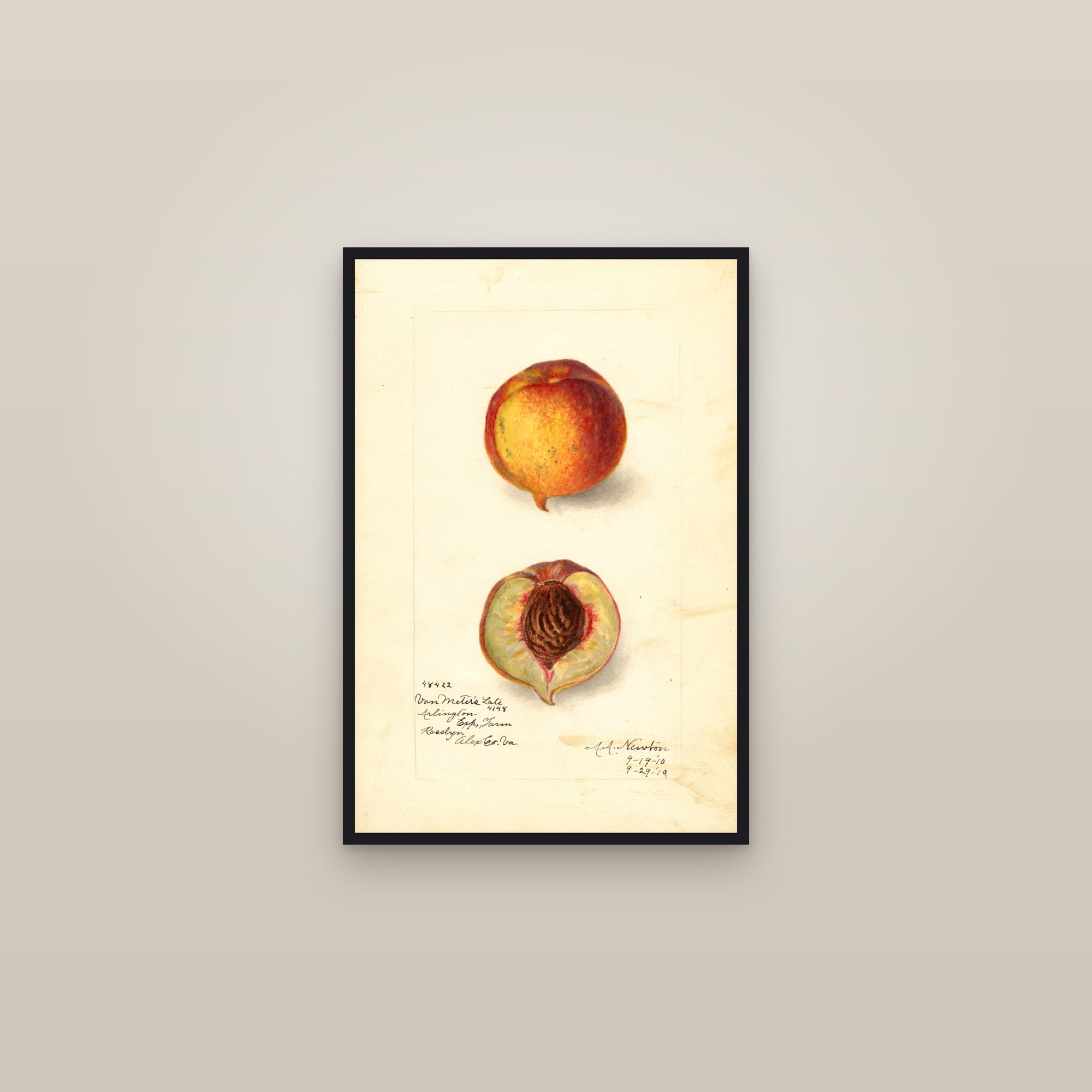 Van Meters Late Peach — framed in a gallery setting