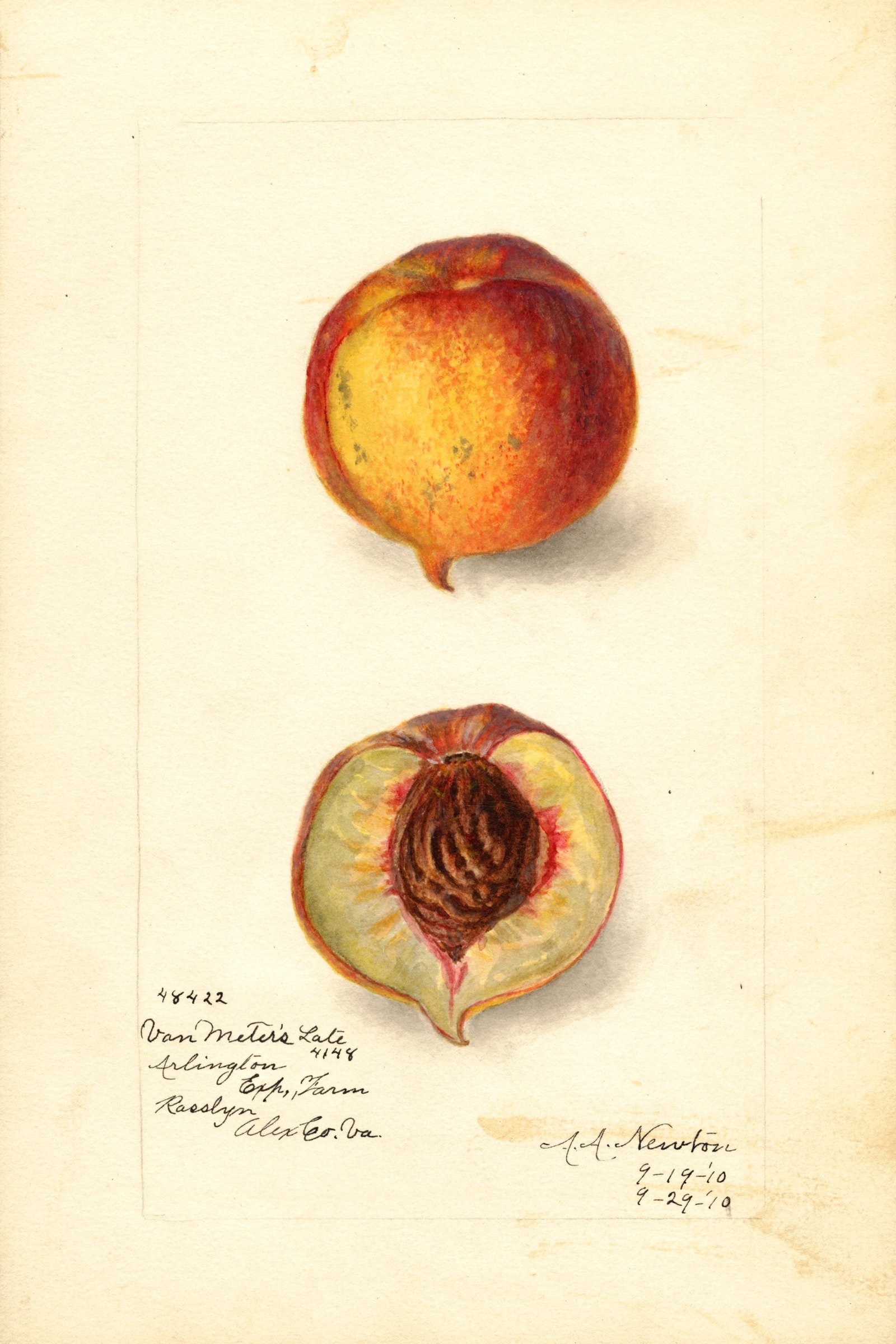 Van Meters Late Peach