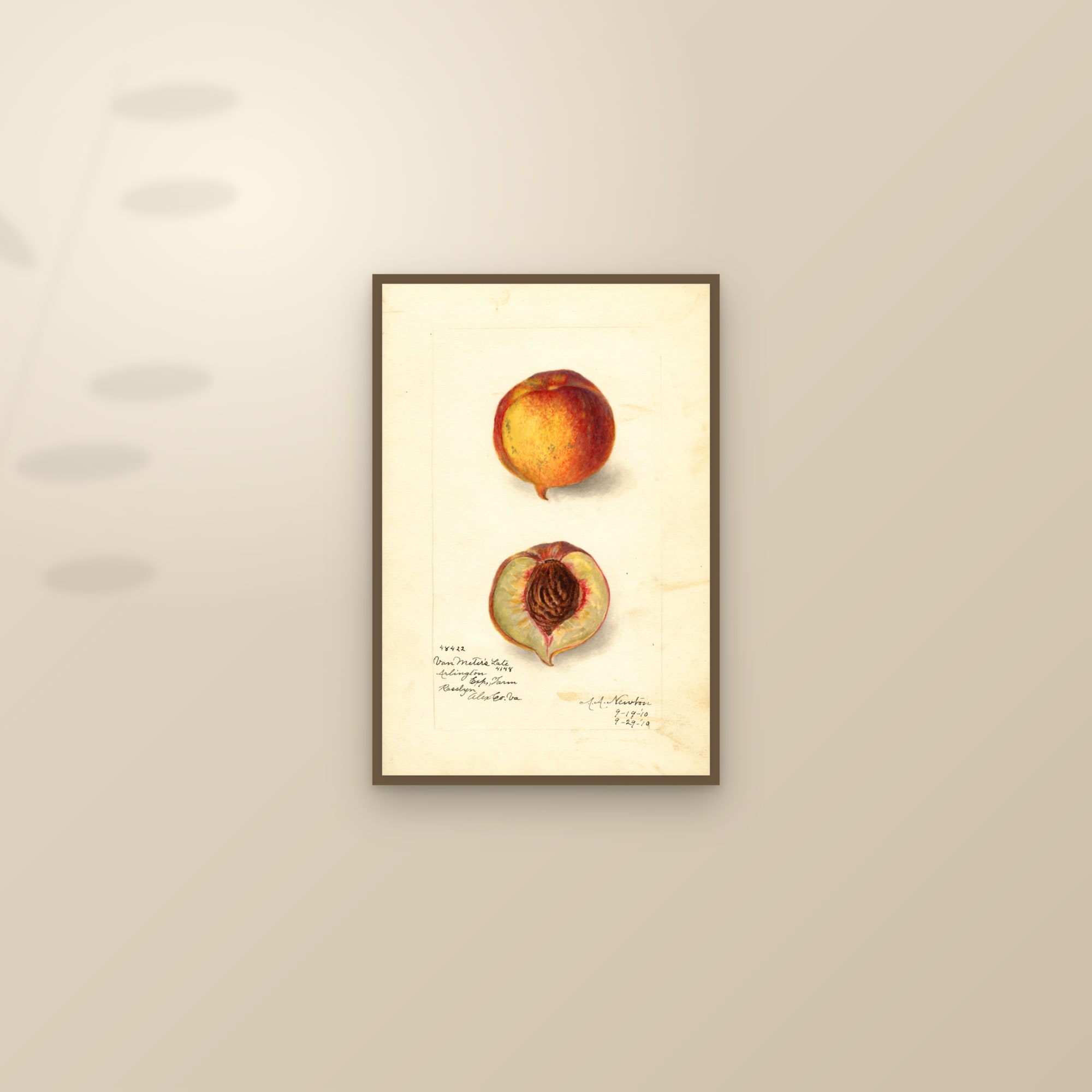 Van Meters Late Peach — framed and styled on a sunlit wall