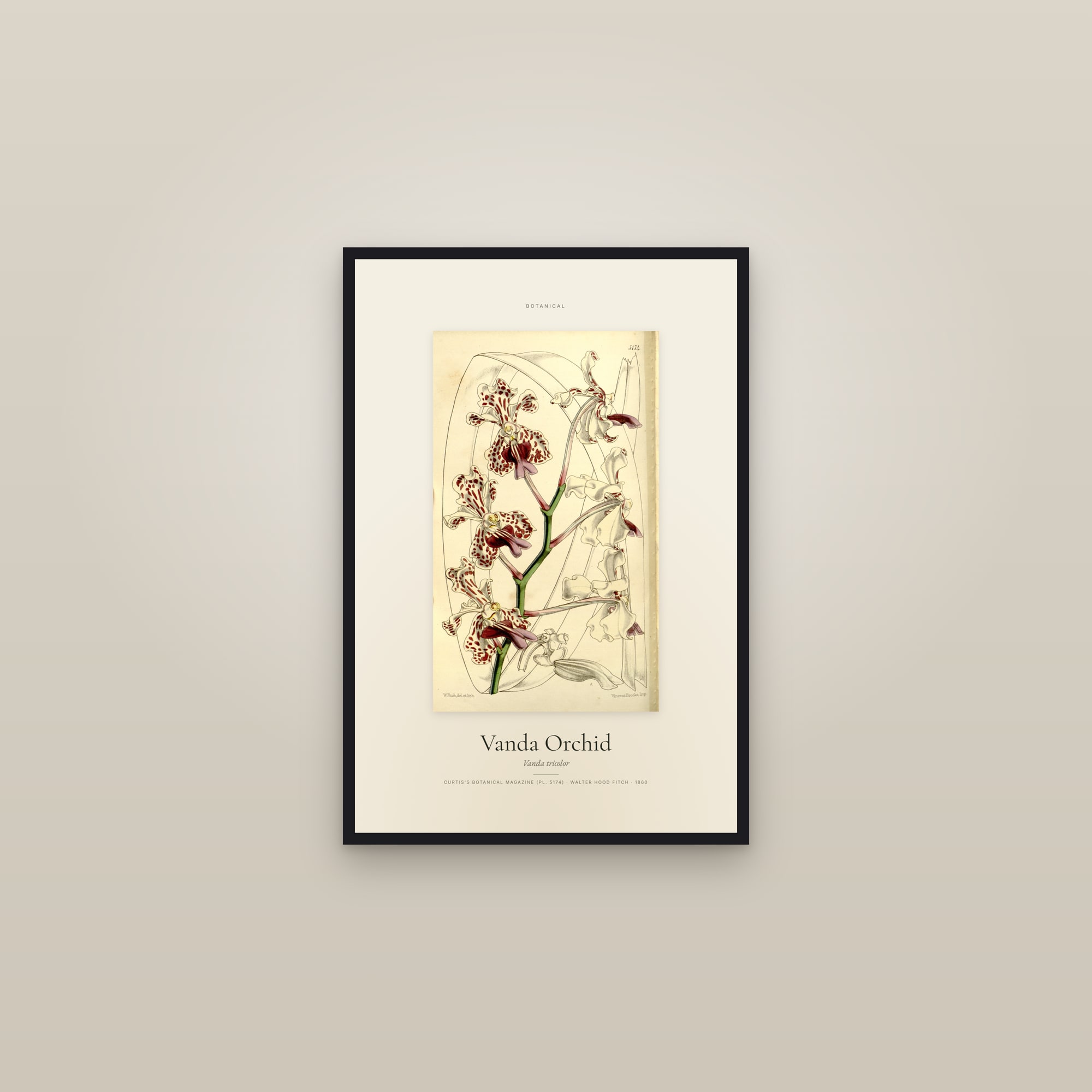 Vanda Orchid — Specimen — framed in a gallery setting
