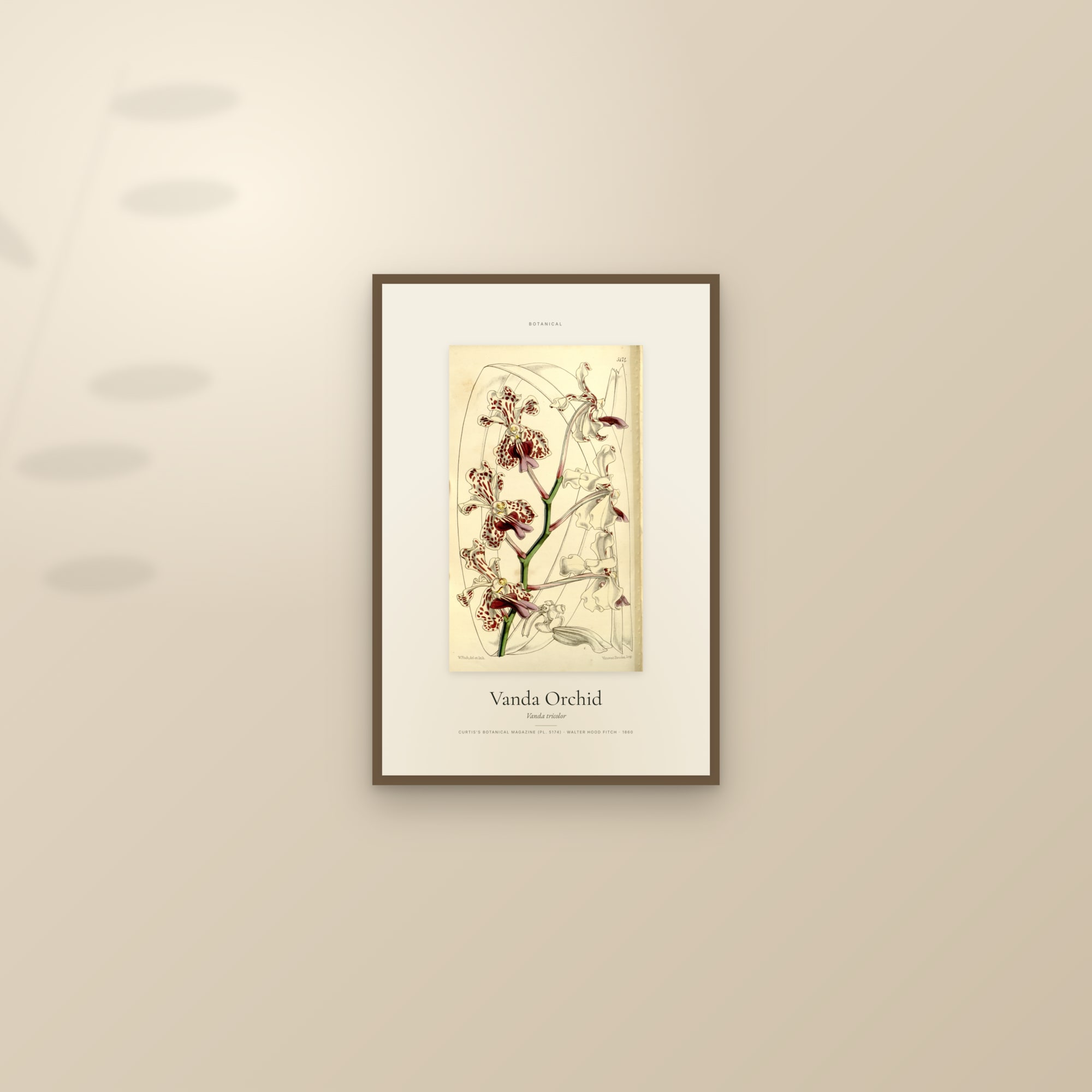 Vanda Orchid — Specimen — framed and styled on a sunlit wall