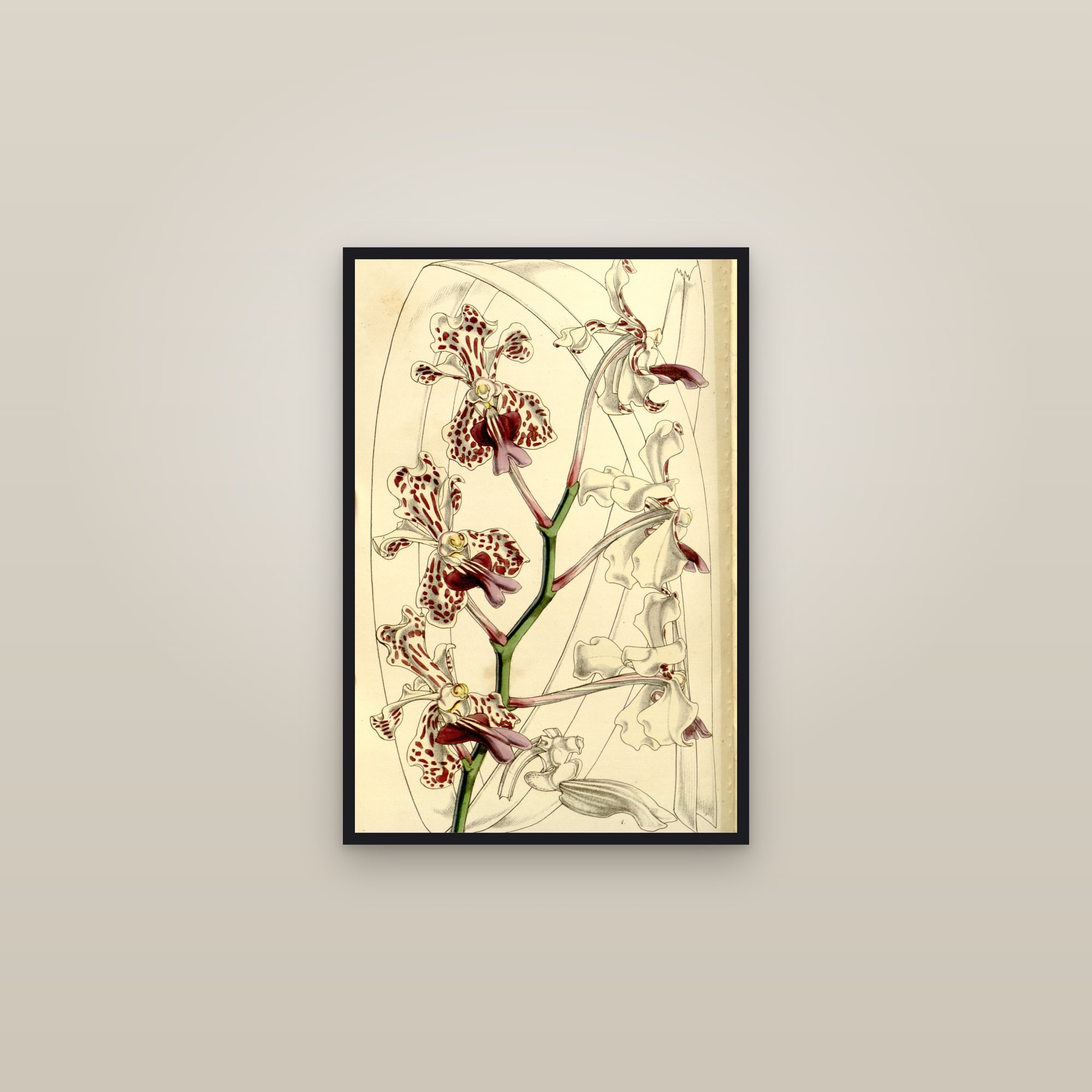 Vanda Orchid — framed in a gallery setting