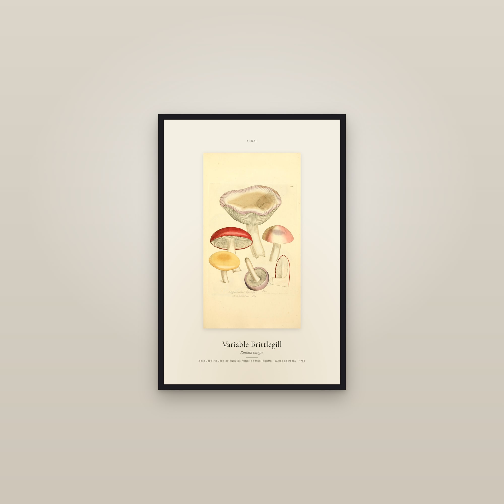 Variable Brittlegill — Specimen — framed in a gallery setting