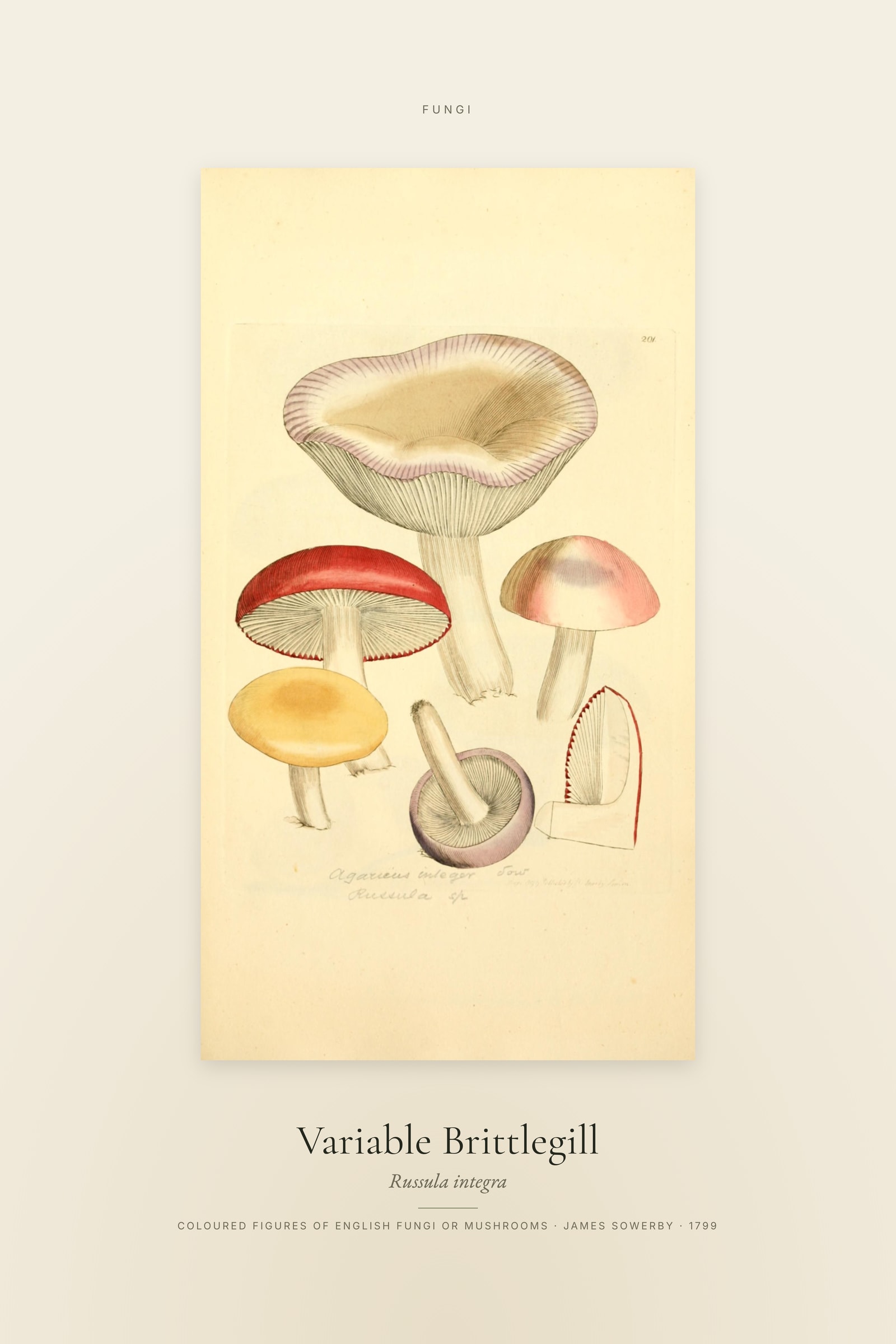 Variable Brittlegill — Specimen
