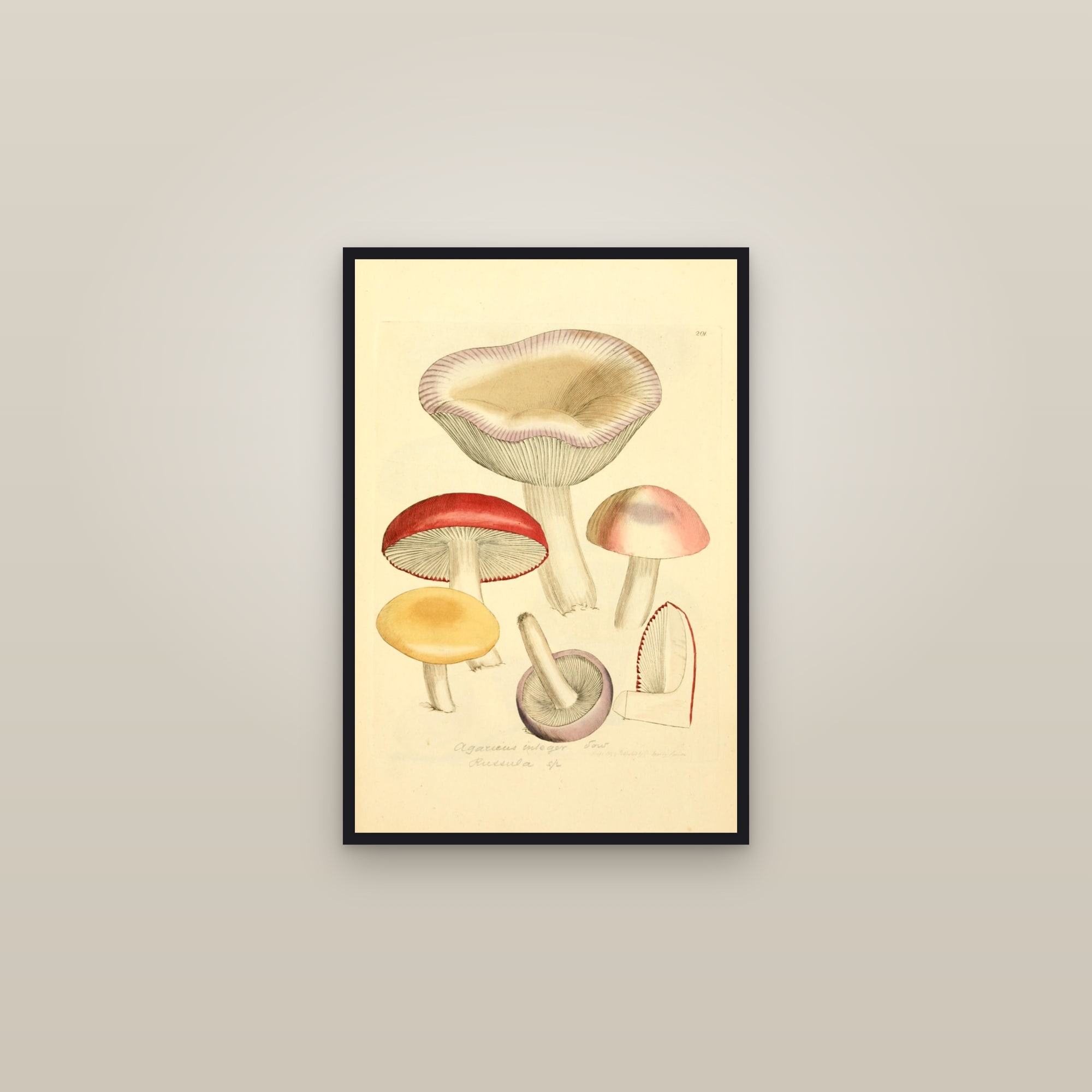 Variable Brittlegill — framed in a gallery setting