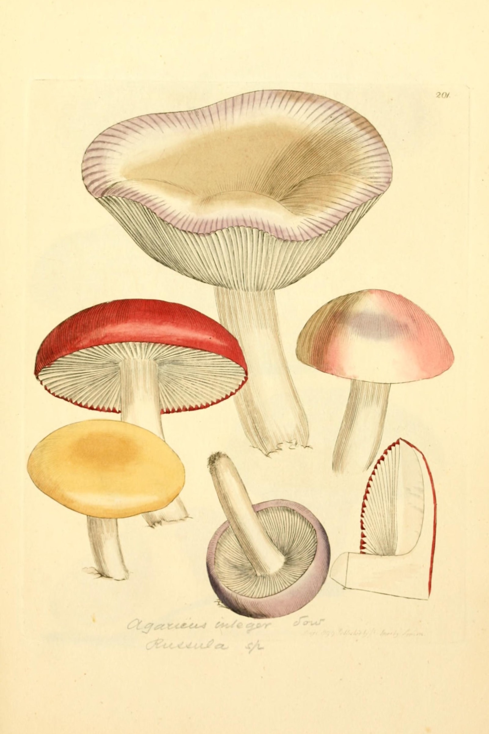 Variable Brittlegill