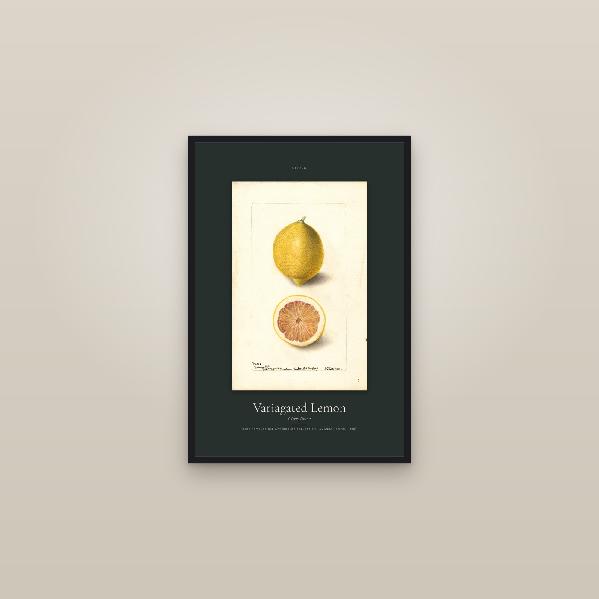 Variagated Lemon — Specimen — framed in a gallery setting