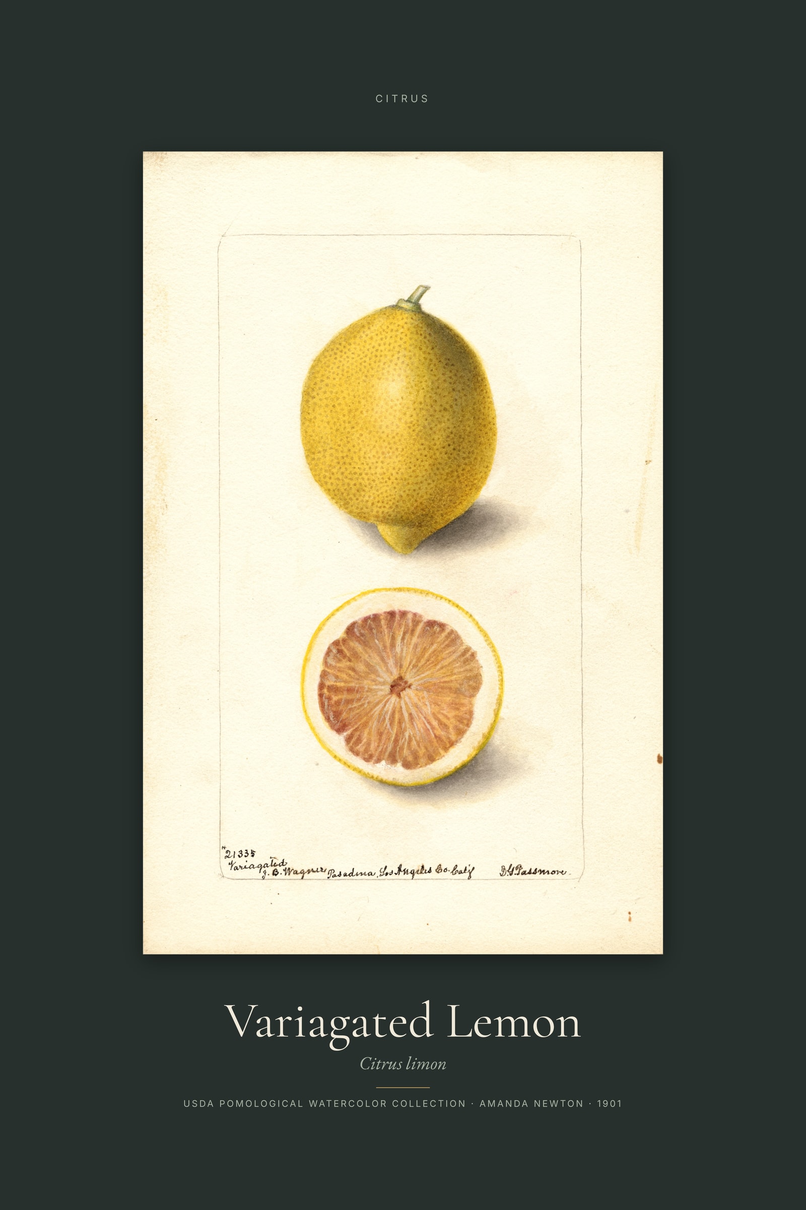 Variagated Lemon — Specimen