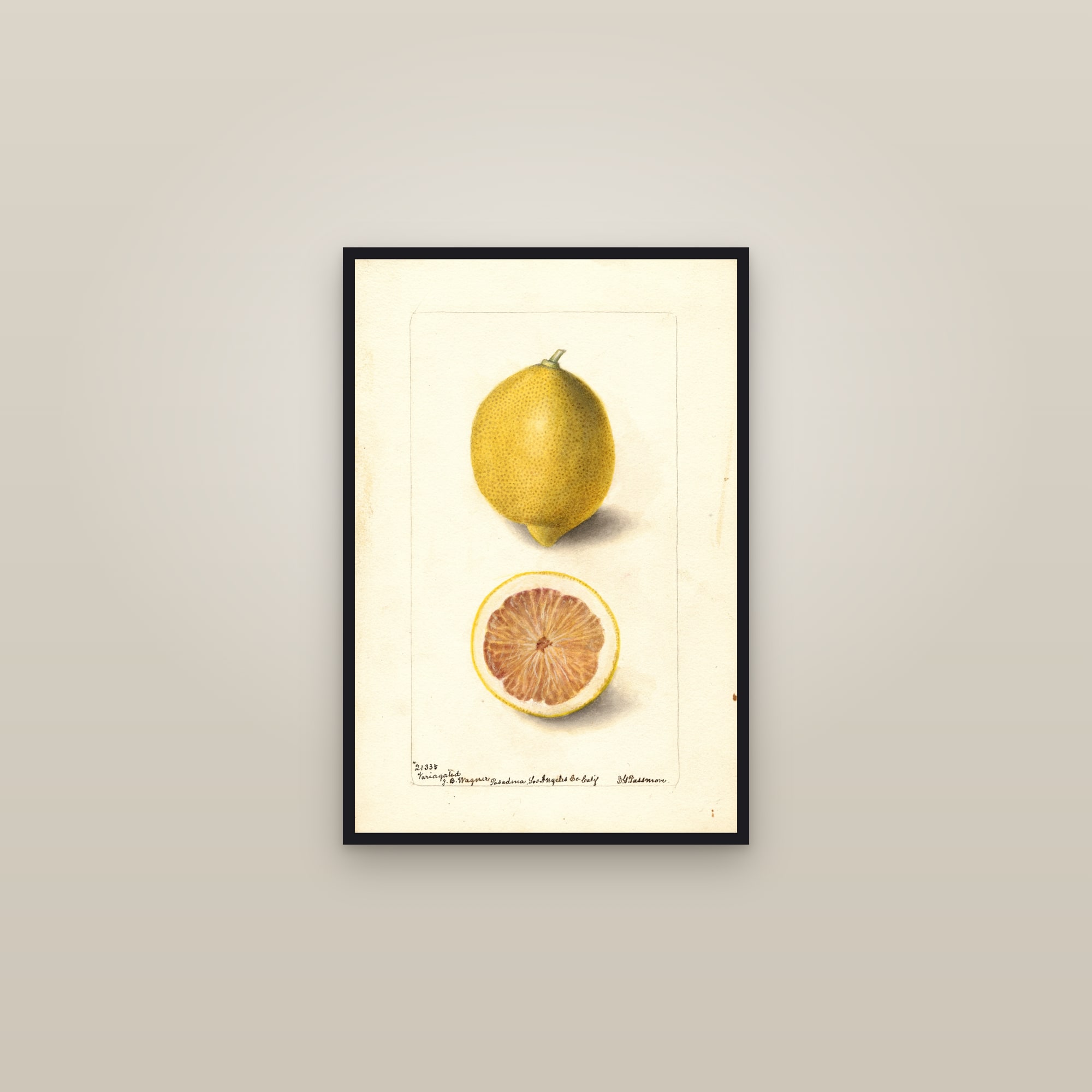 Variagated Lemon — framed in a gallery setting