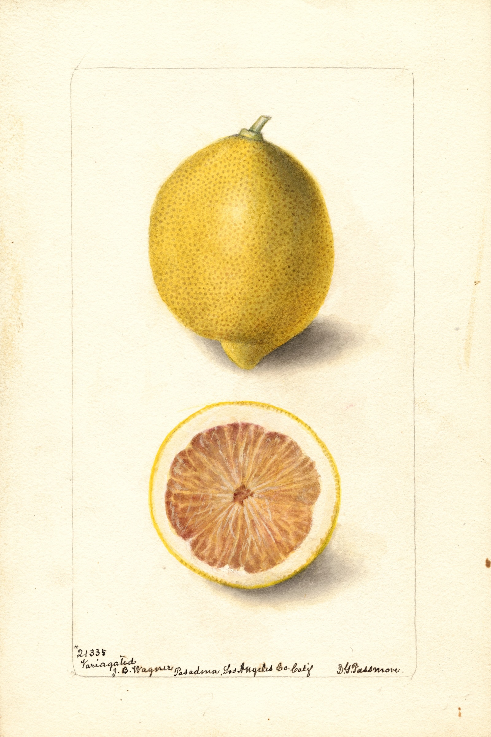 Variagated Lemon