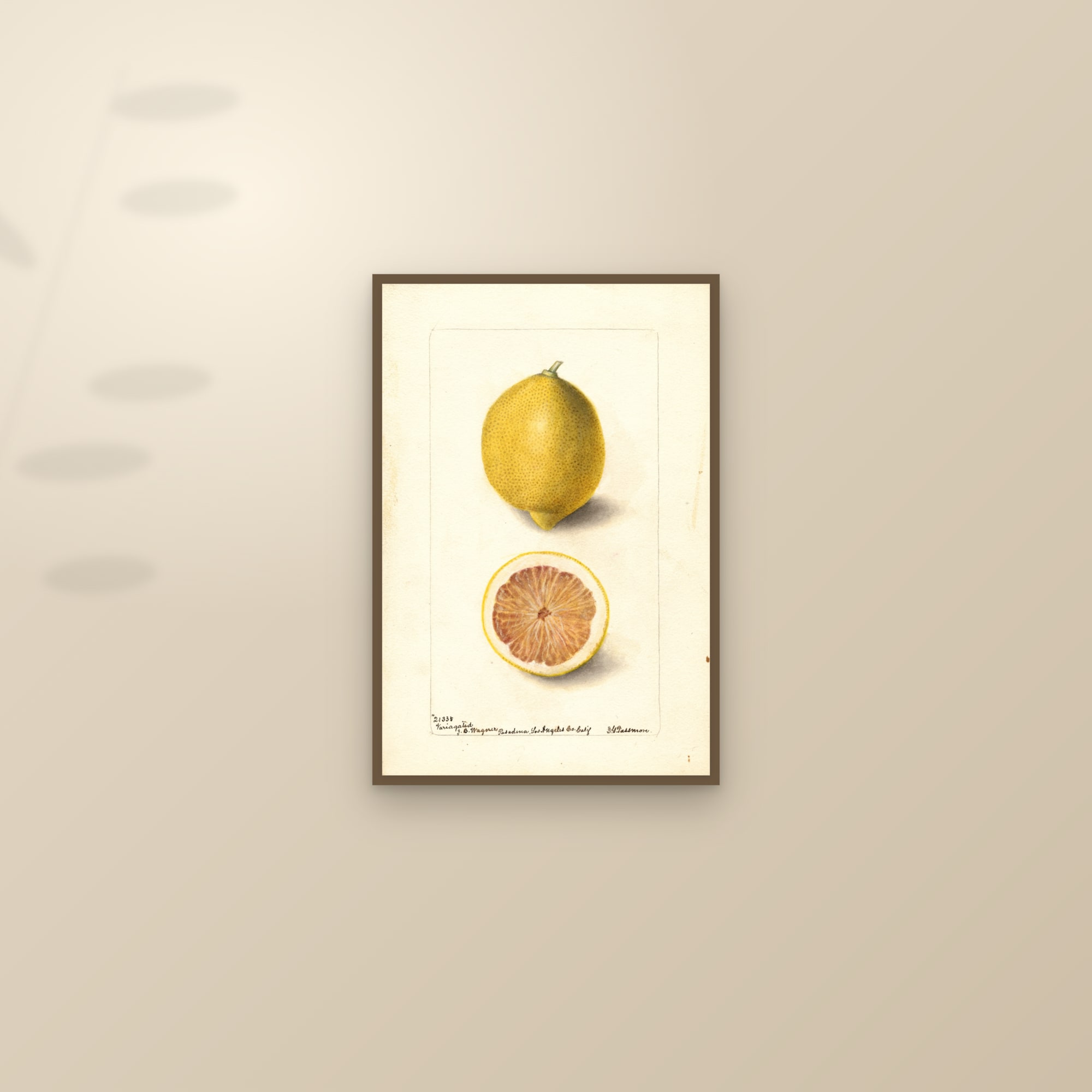 Variagated Lemon — framed and styled on a sunlit wall