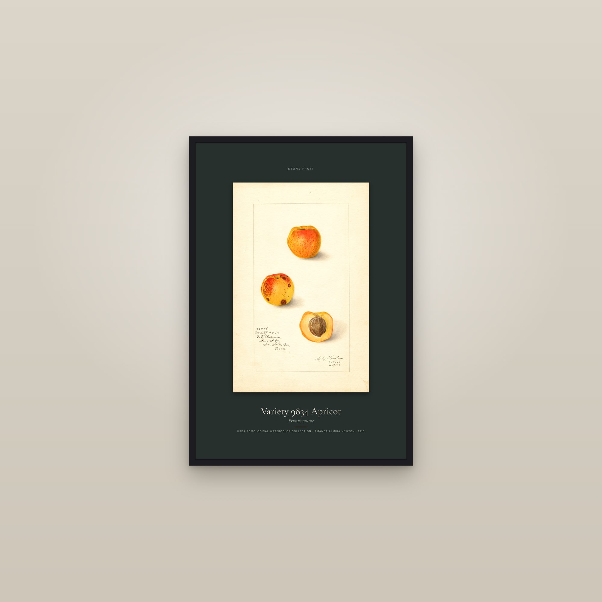 Variety 9834 Apricot — Specimen — framed in a gallery setting
