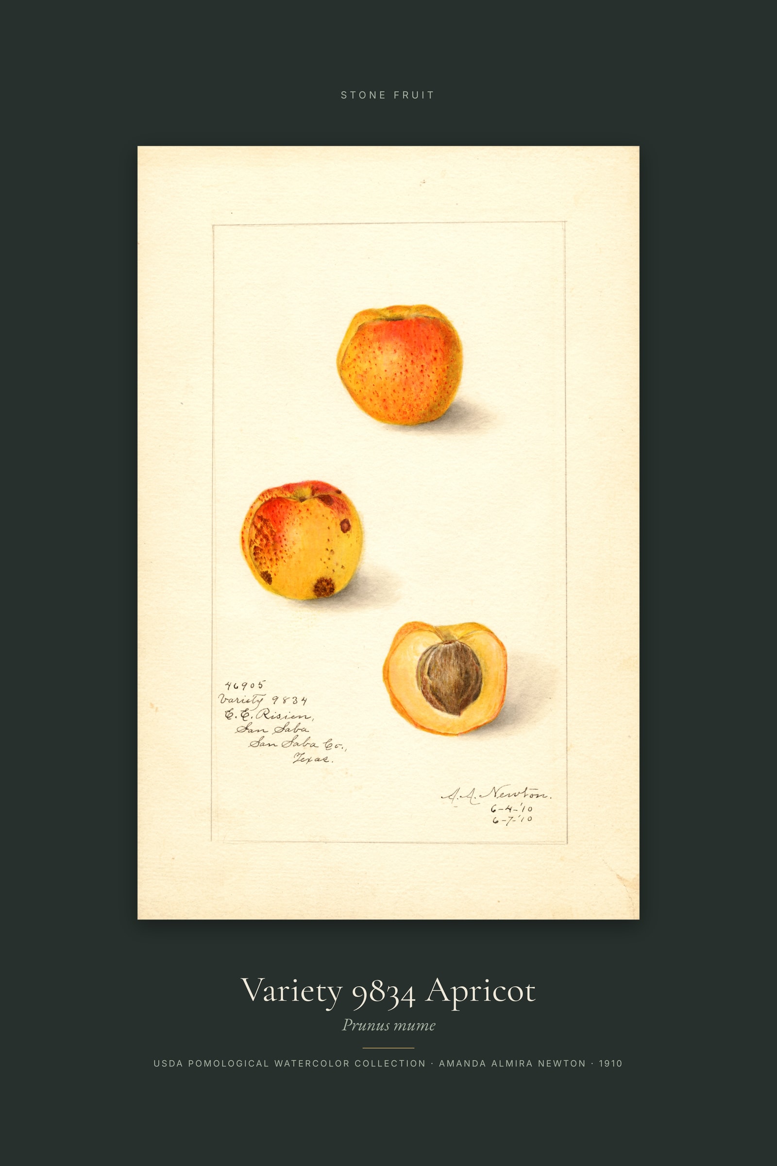 Variety 9834 Apricot — Specimen