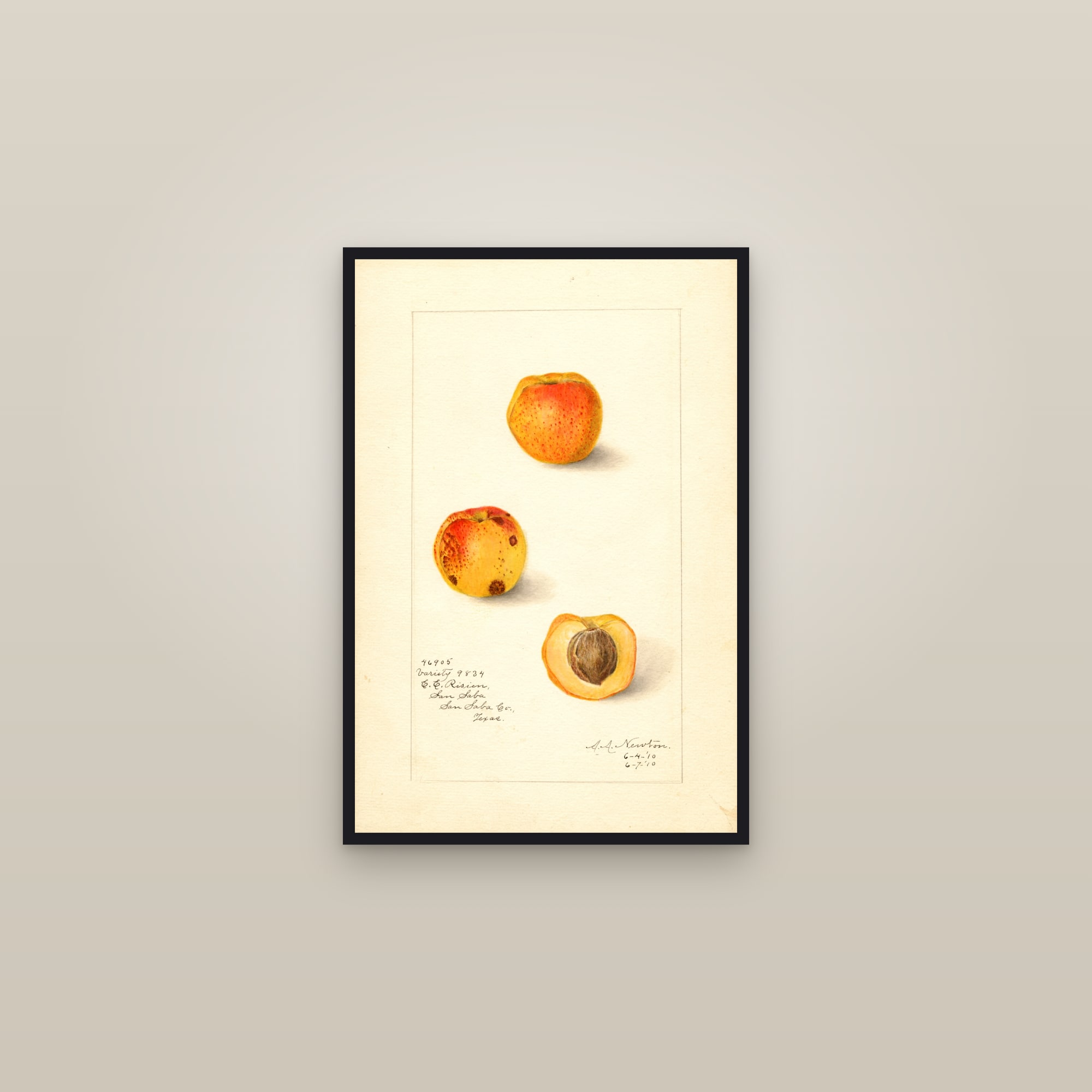 Variety 9834 Apricot — framed in a gallery setting