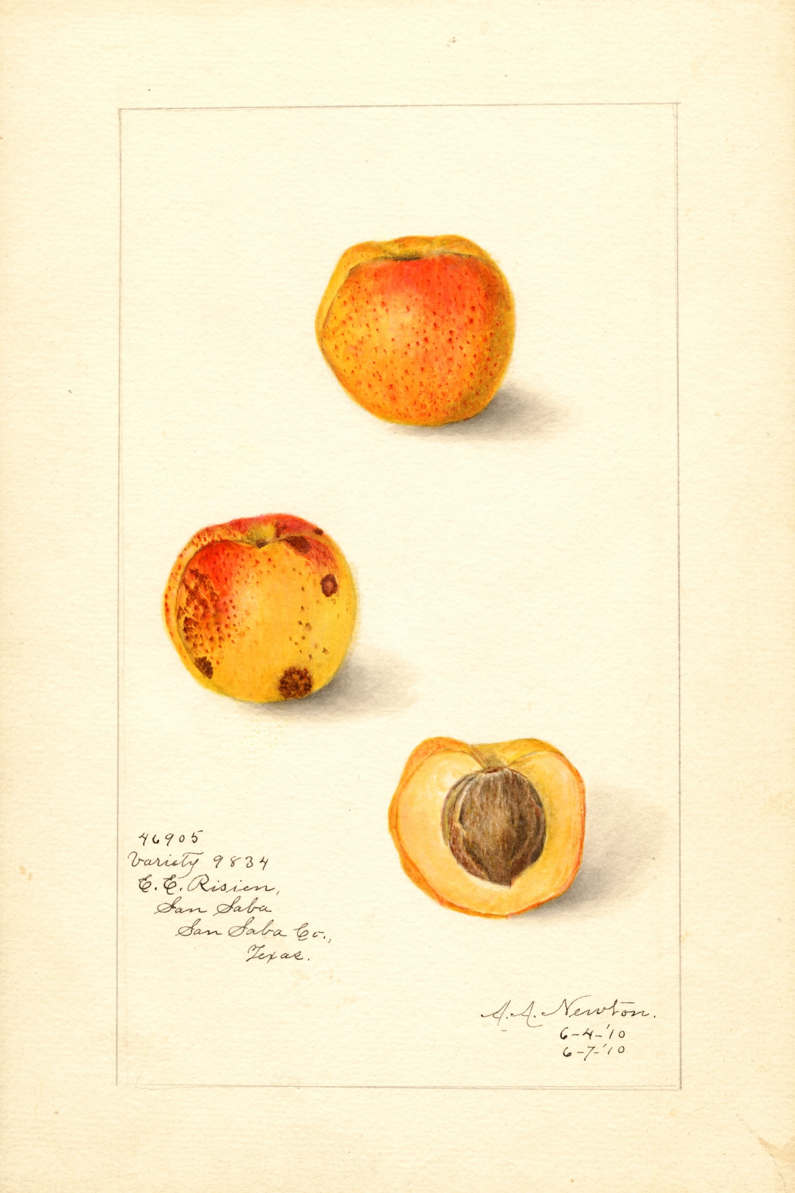 Variety 9834 Apricot
