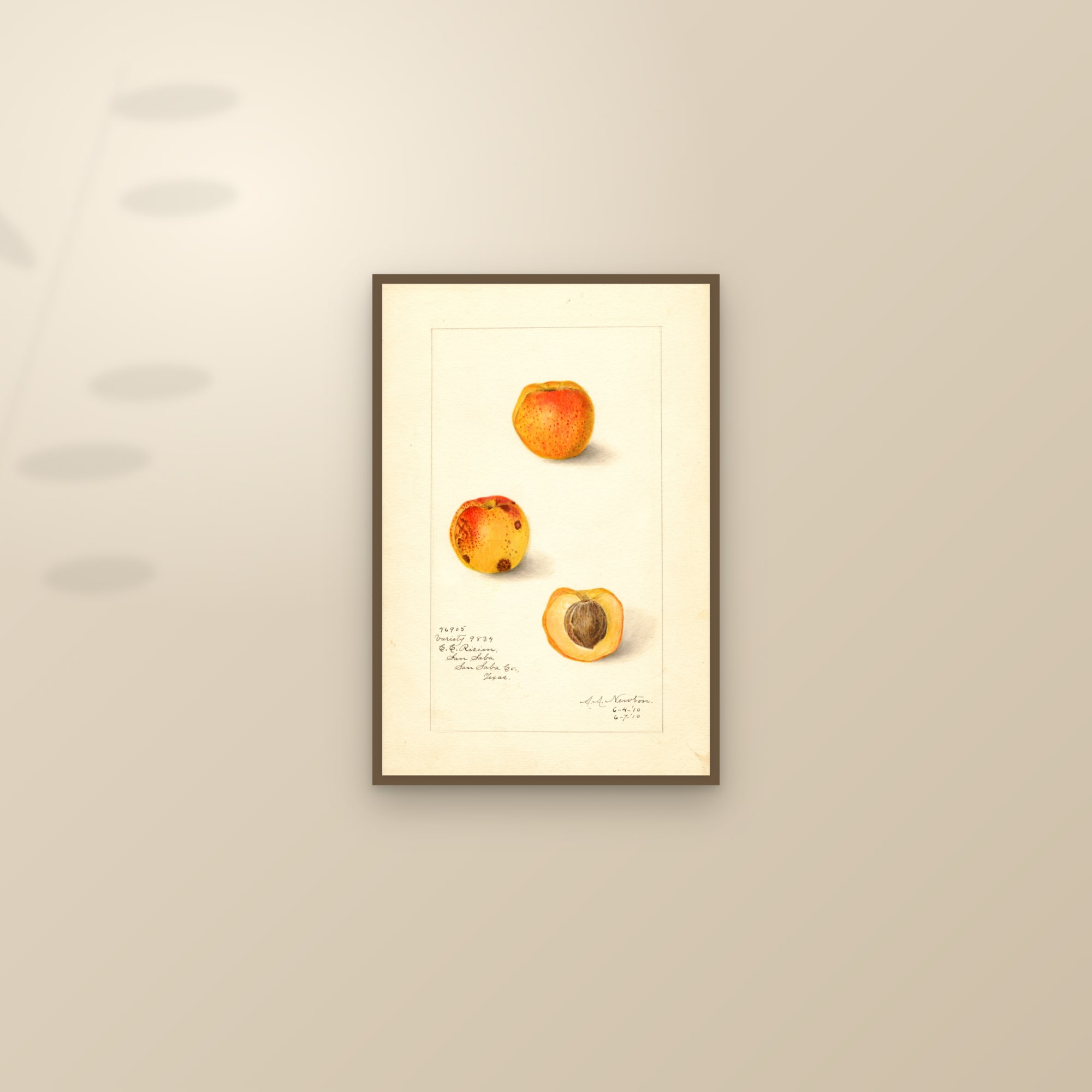 Variety 9834 Apricot — framed and styled on a sunlit wall