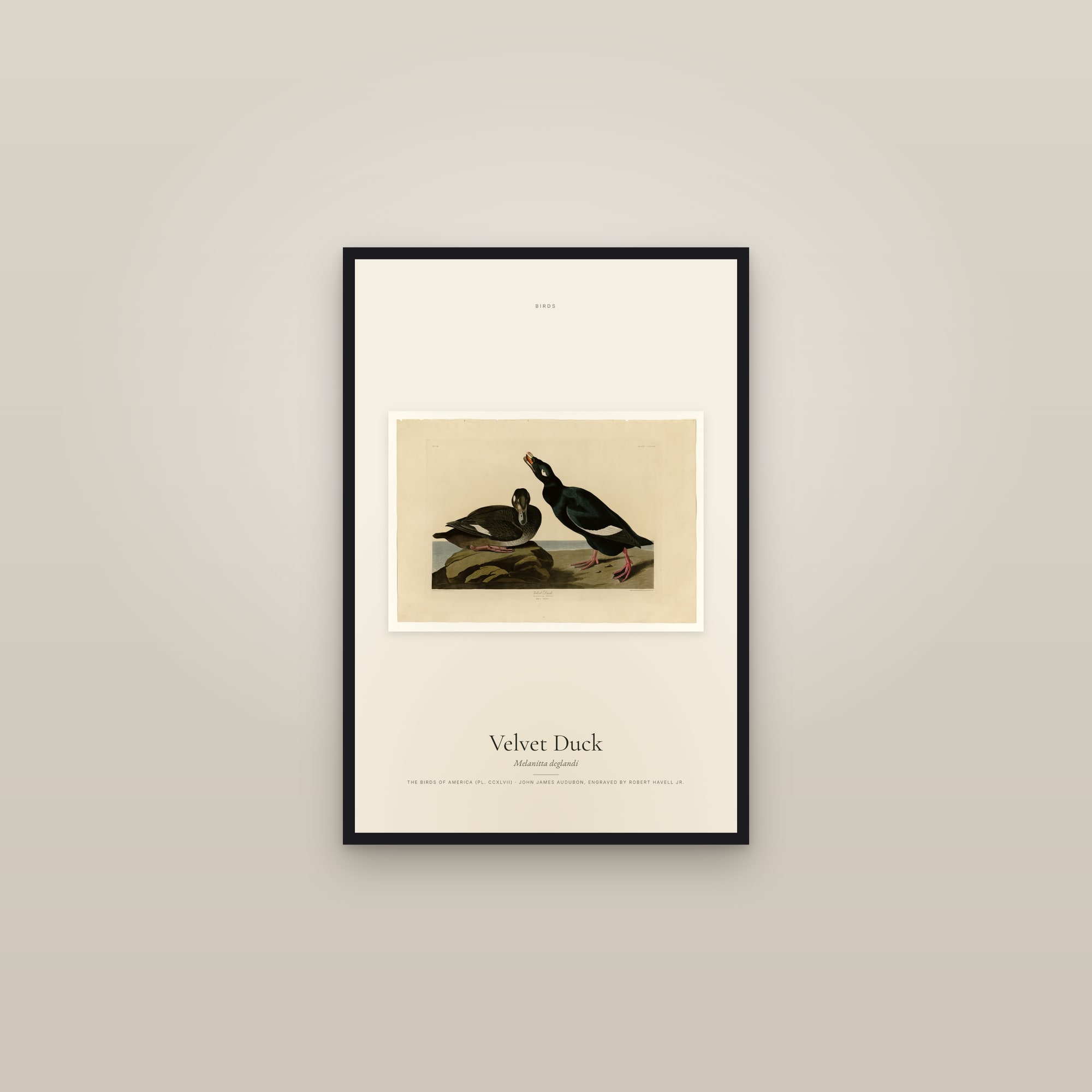 Velvet Duck — framed in a gallery setting