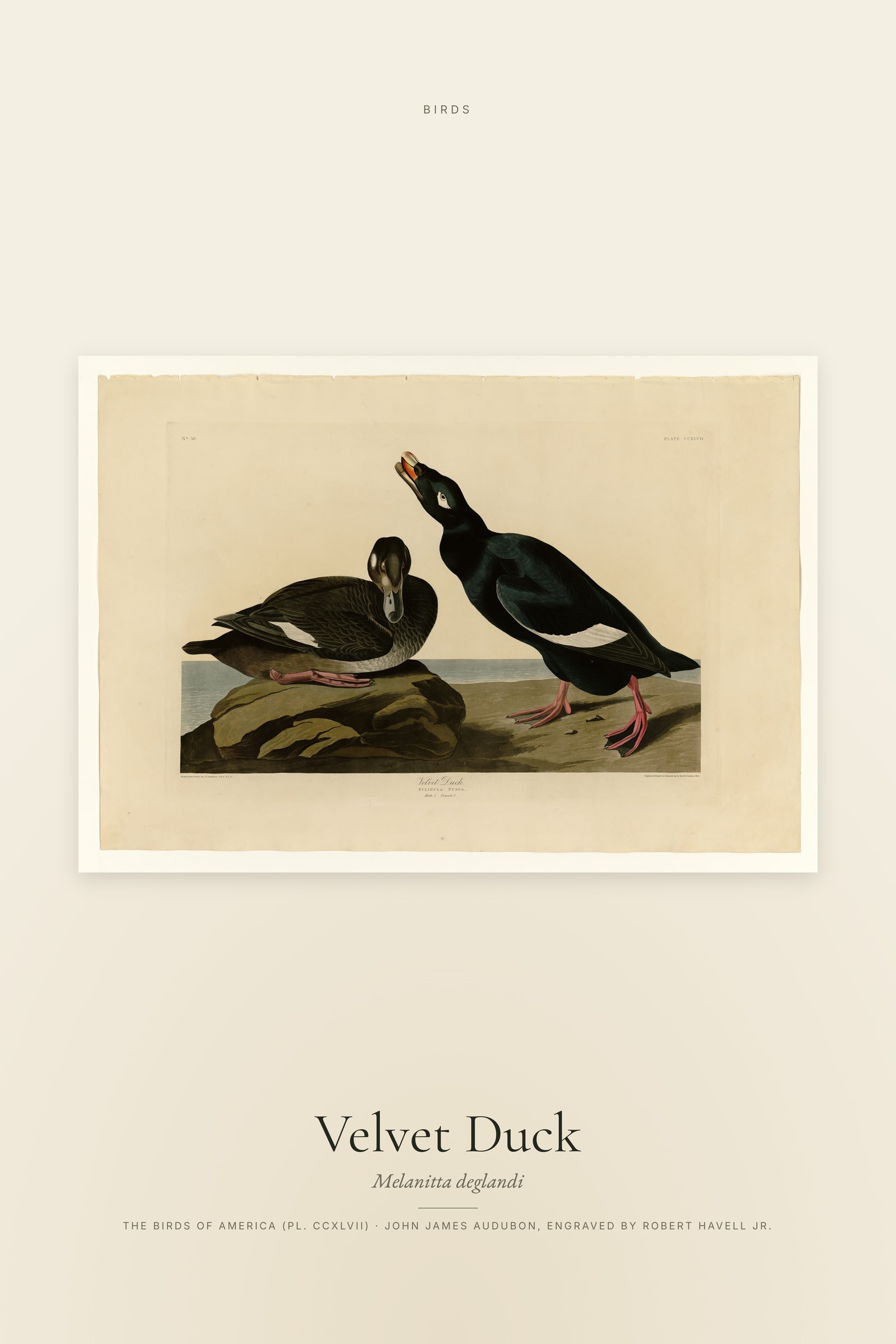 Velvet Duck