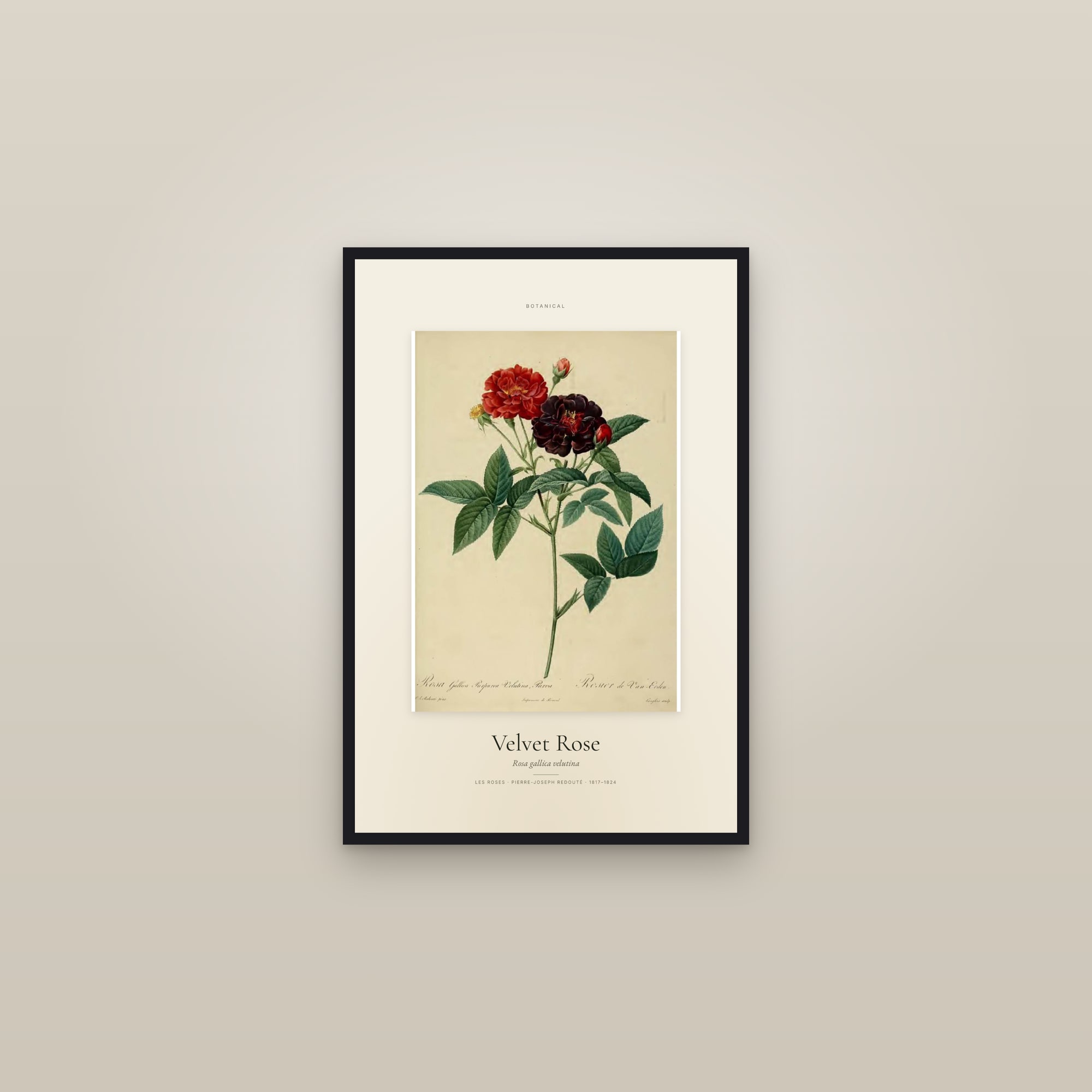 Velvet Rose — Specimen — framed in a gallery setting
