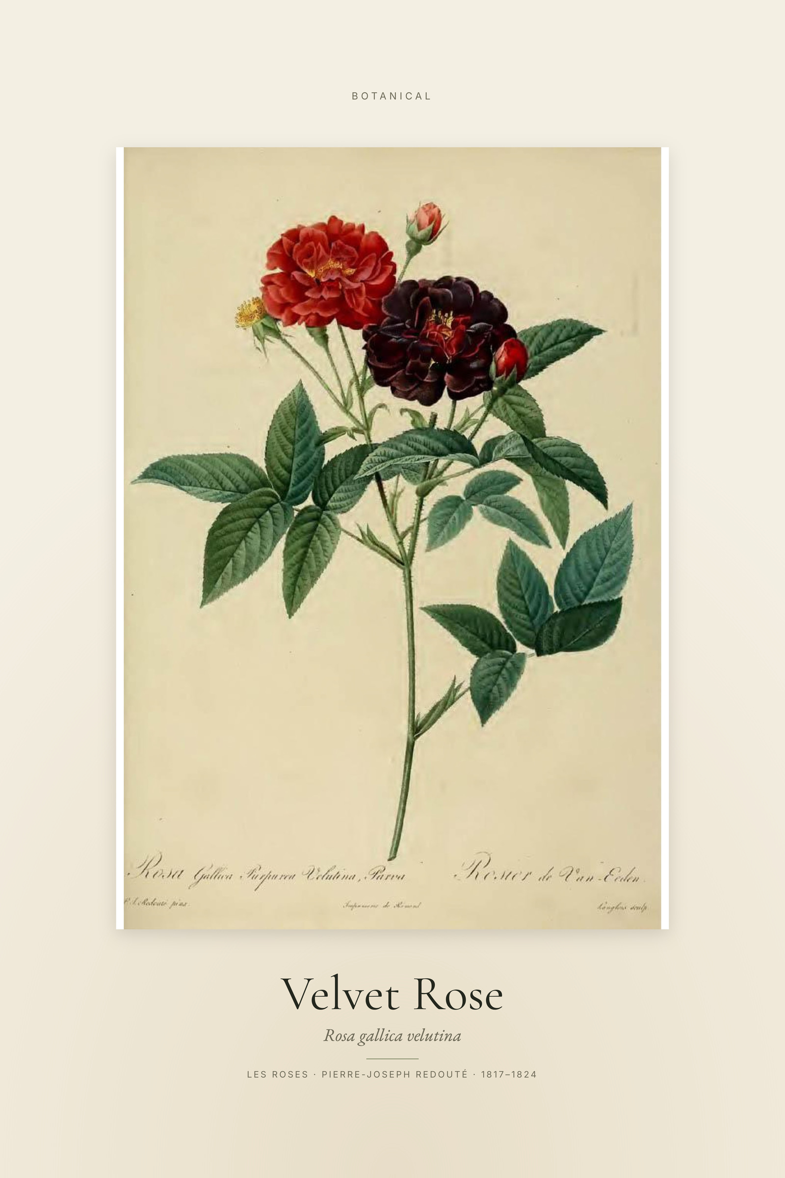 Velvet Rose — Specimen