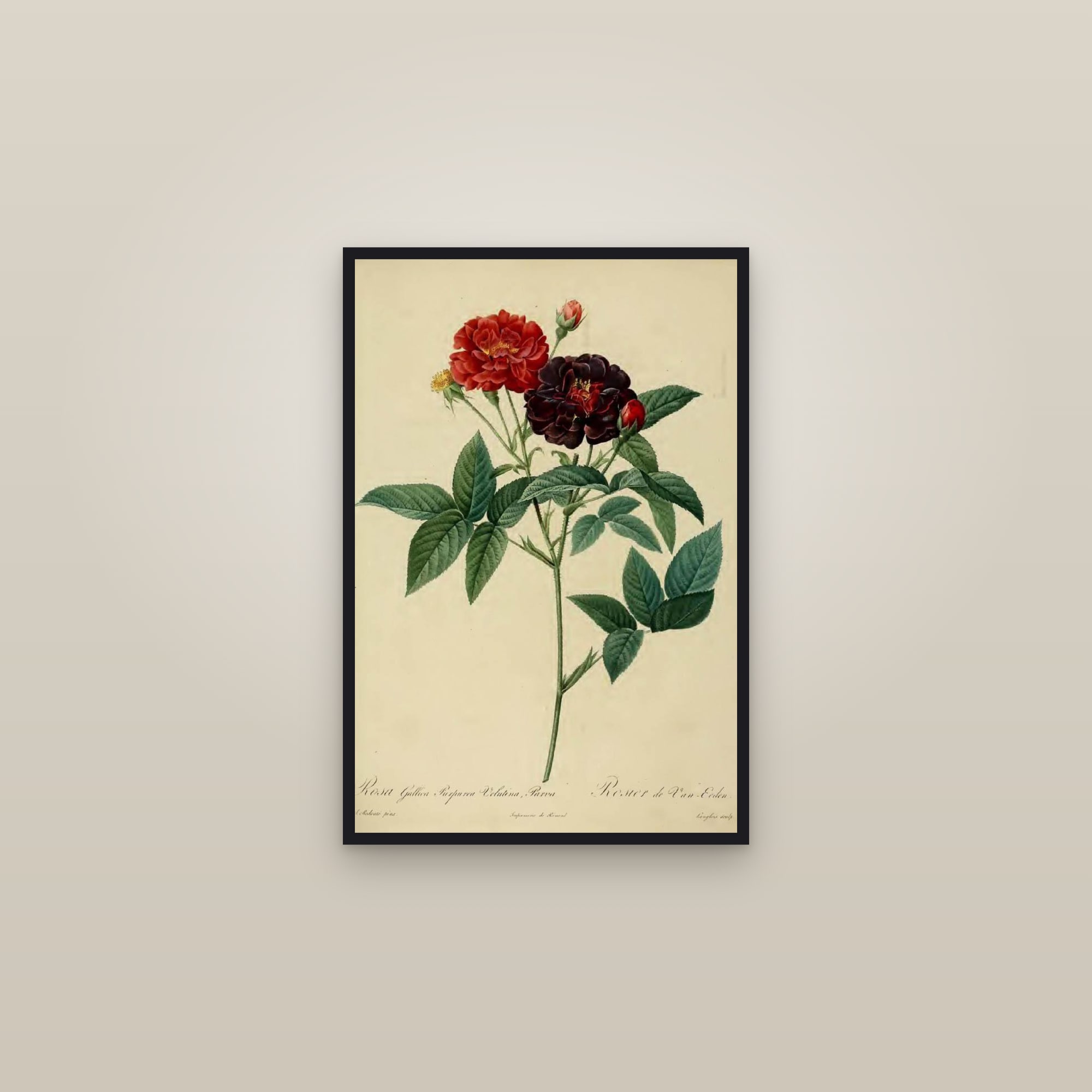 Velvet Rose — framed in a gallery setting