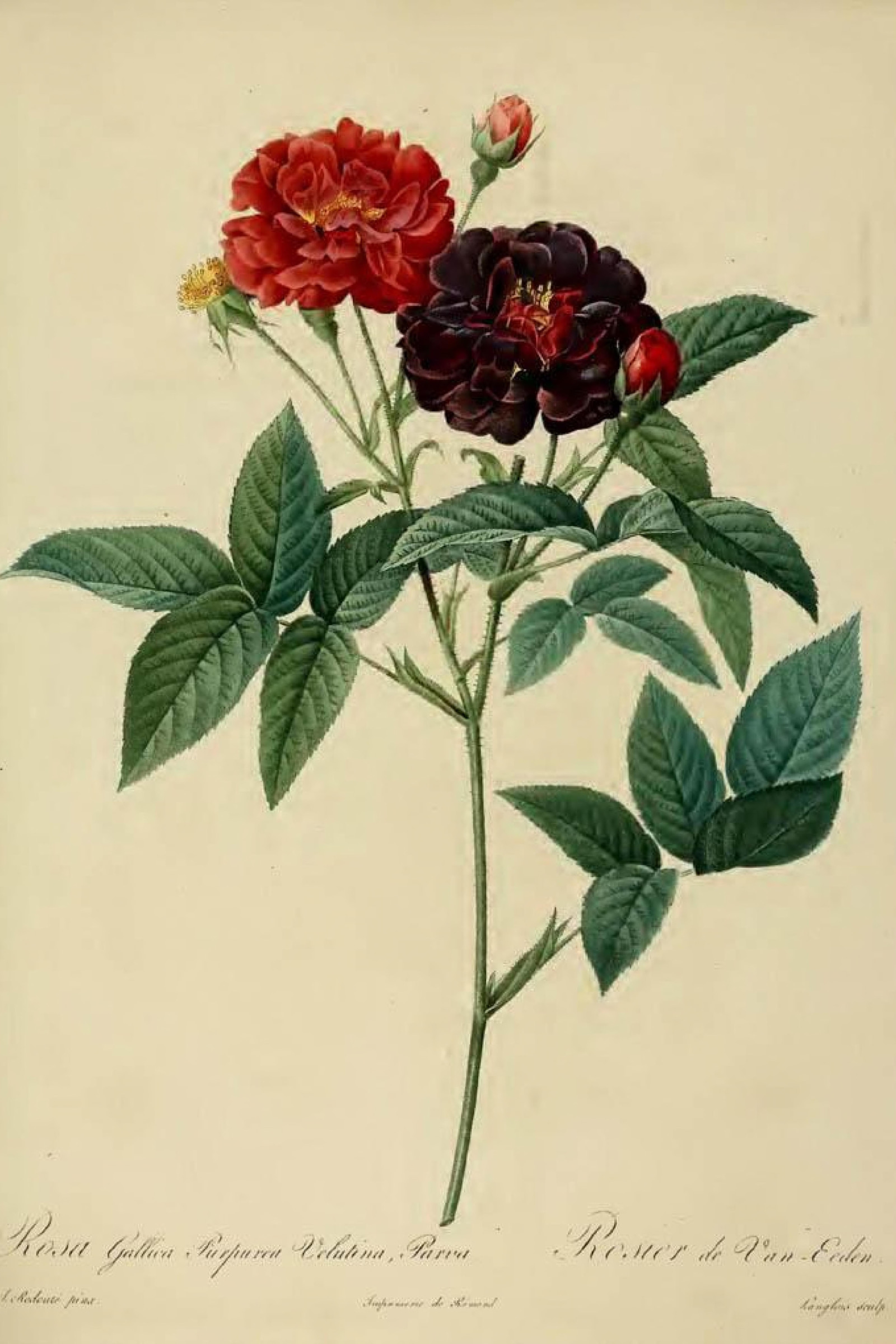 Velvet Rose