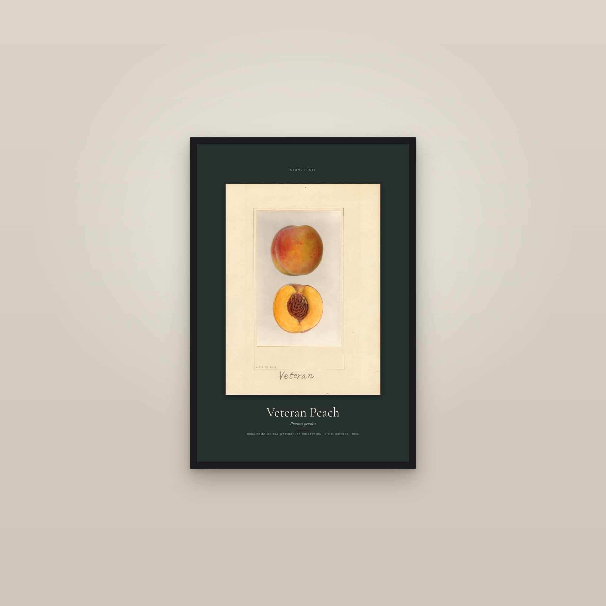 Veteran Peach — Specimen — framed in a gallery setting