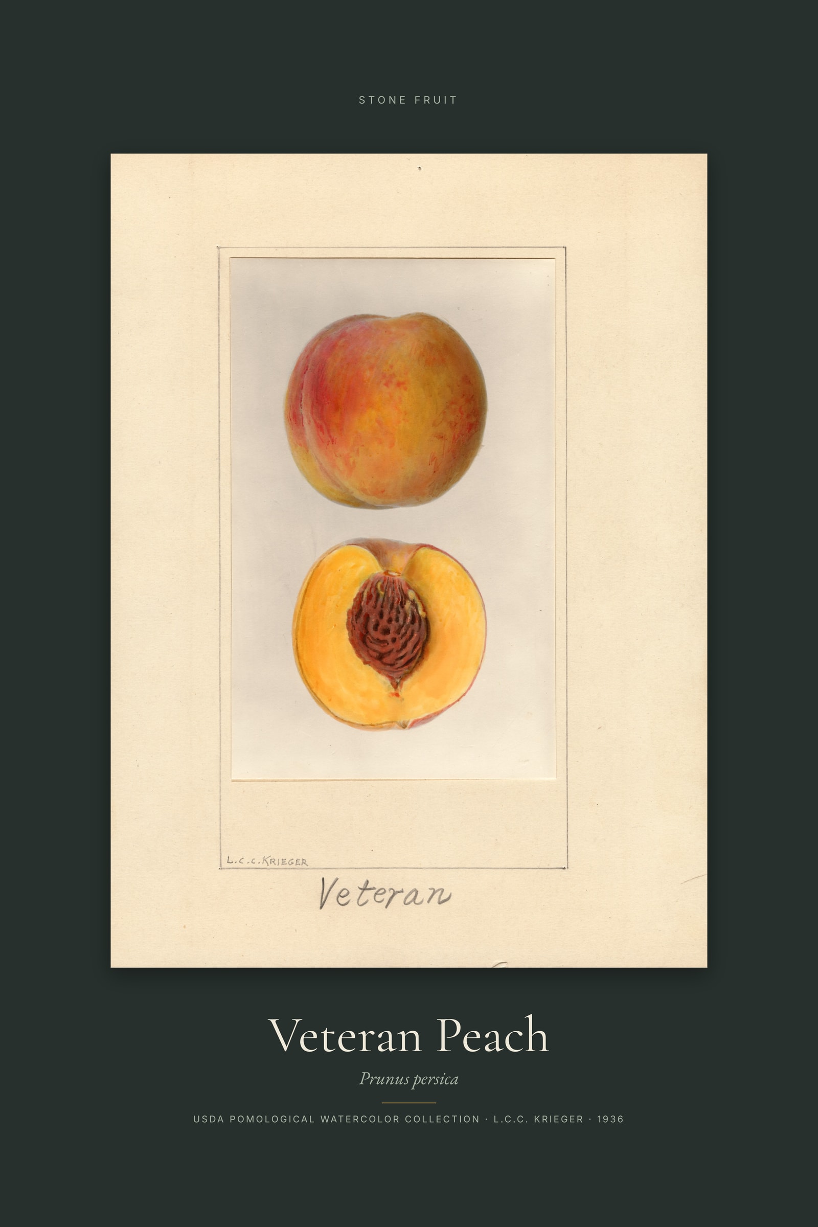 Veteran Peach — Specimen