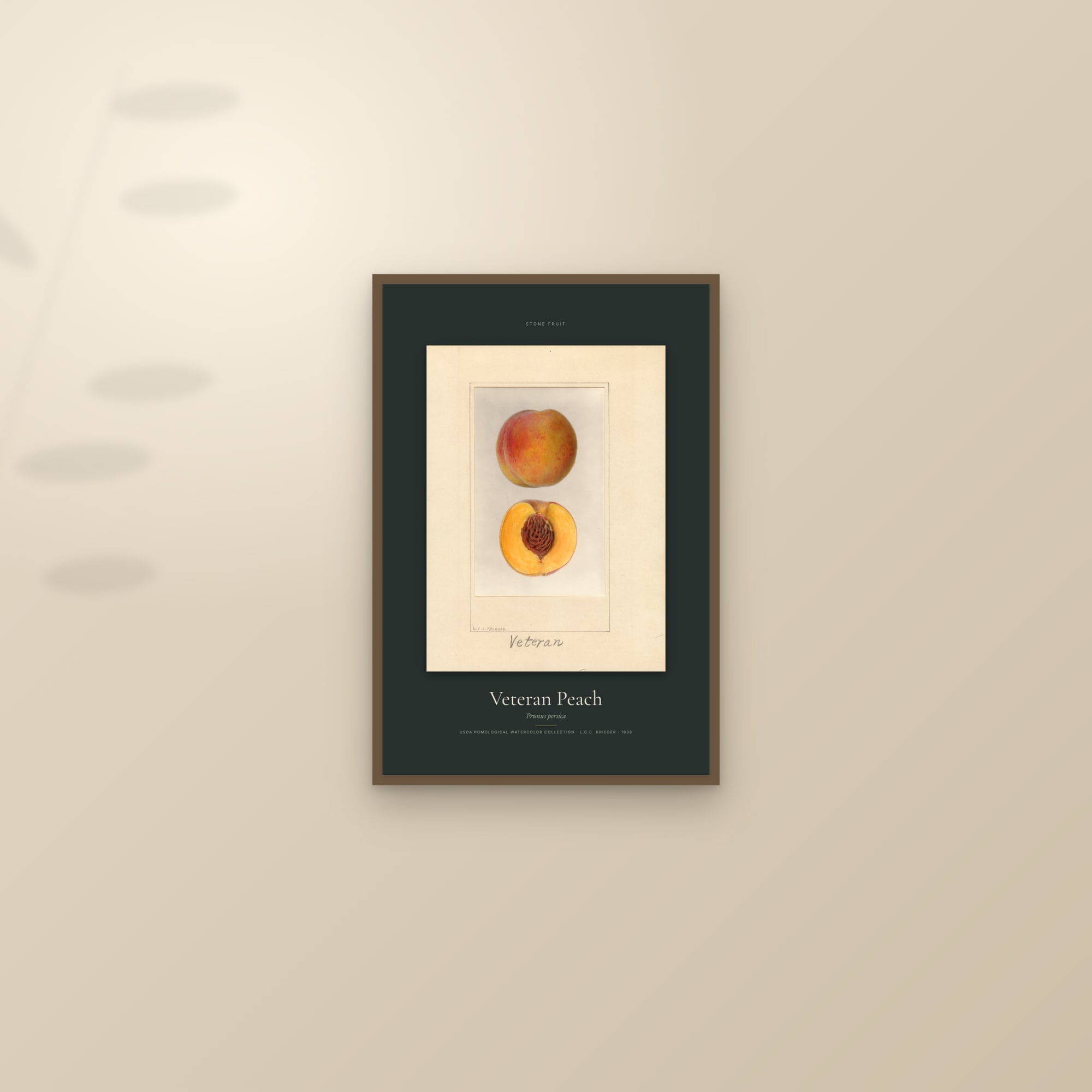 Veteran Peach — Specimen — framed and styled on a sunlit wall