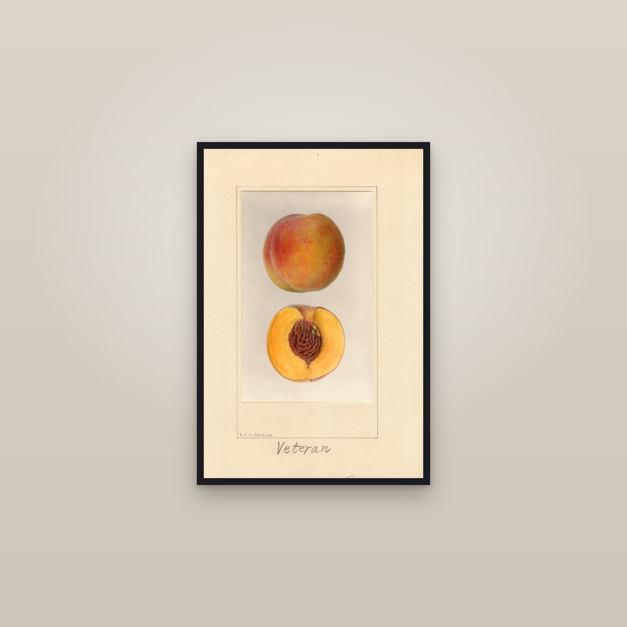 Veteran Peach — framed in a gallery setting