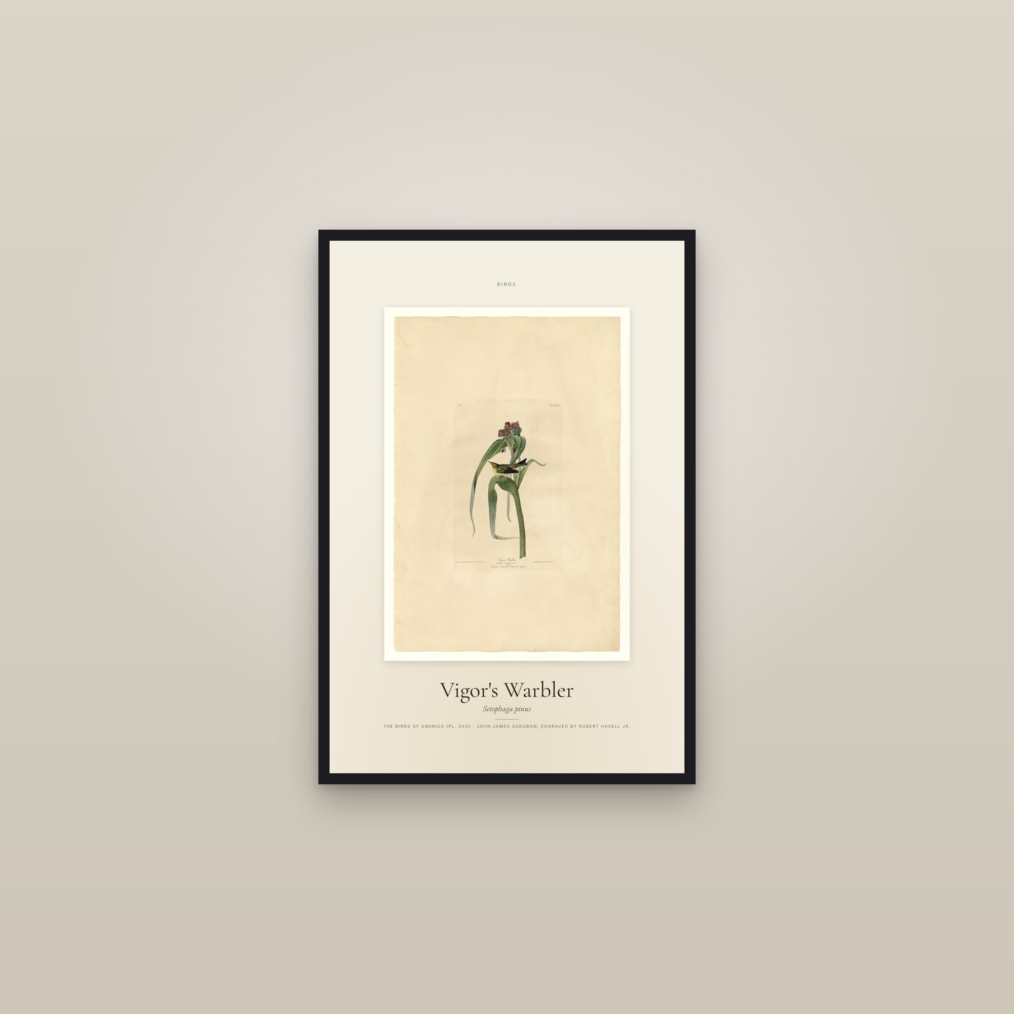 Vigor's Warbler — Specimen — framed in a gallery setting
