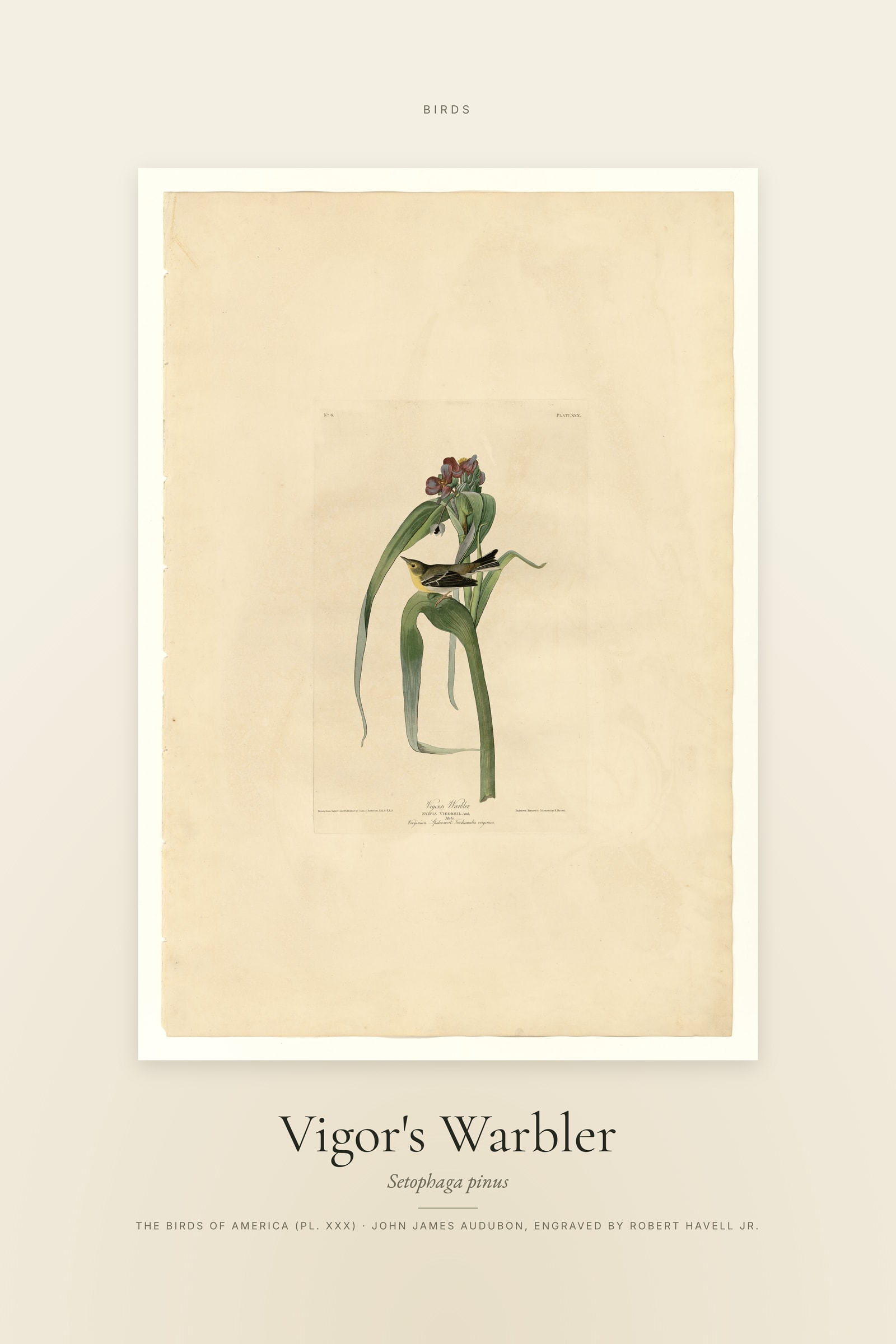 Vigor's Warbler — Specimen