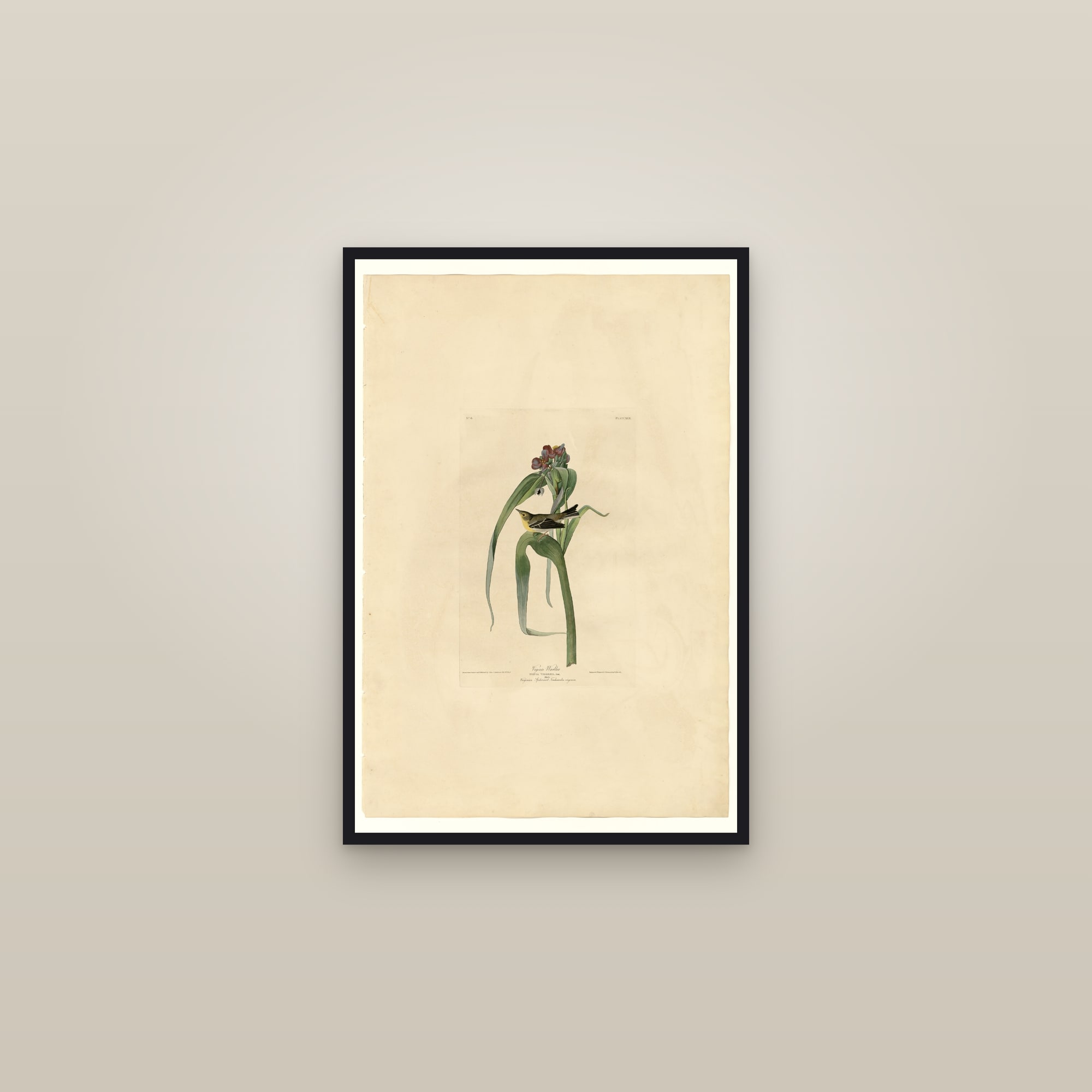 Vigor's Warbler — framed in a gallery setting