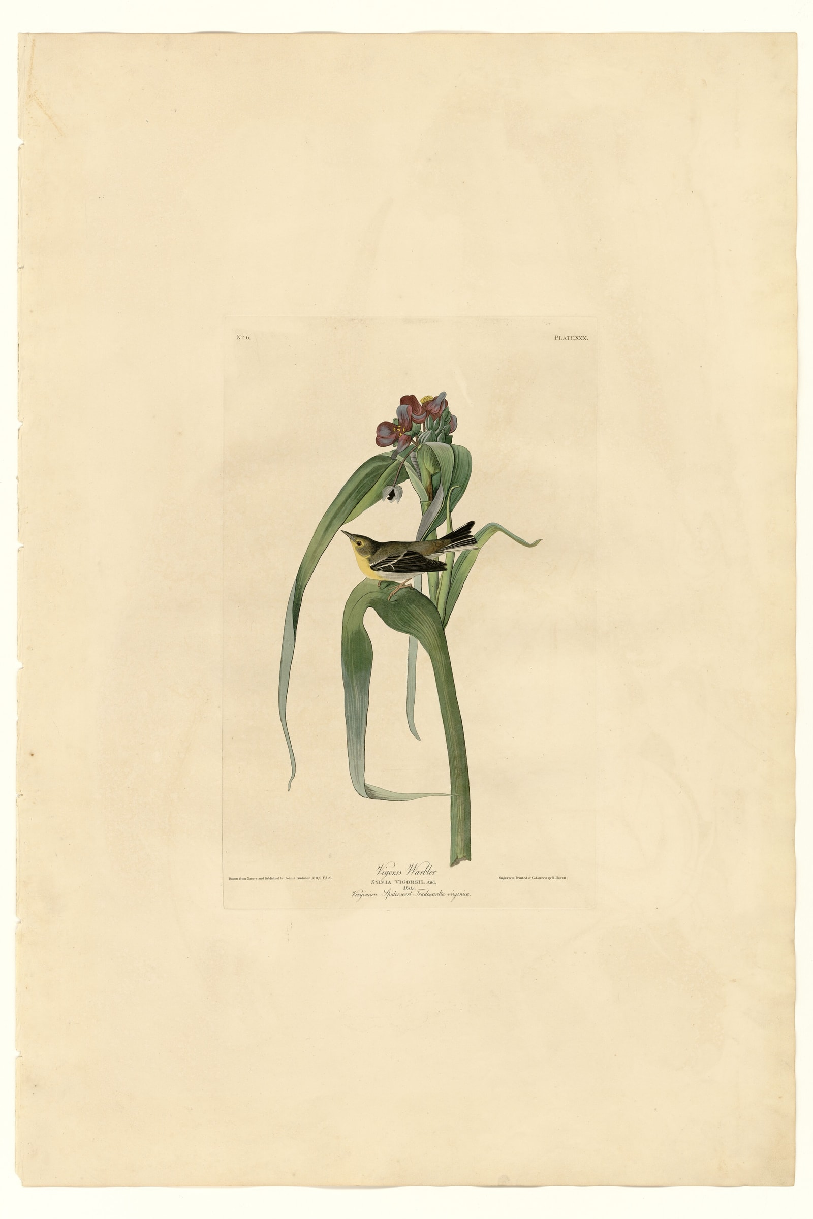Vigor's Warbler