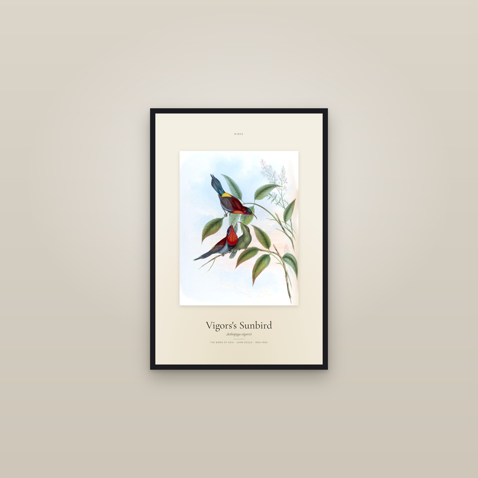 Vigors's Sunbird — Specimen — framed in a gallery setting