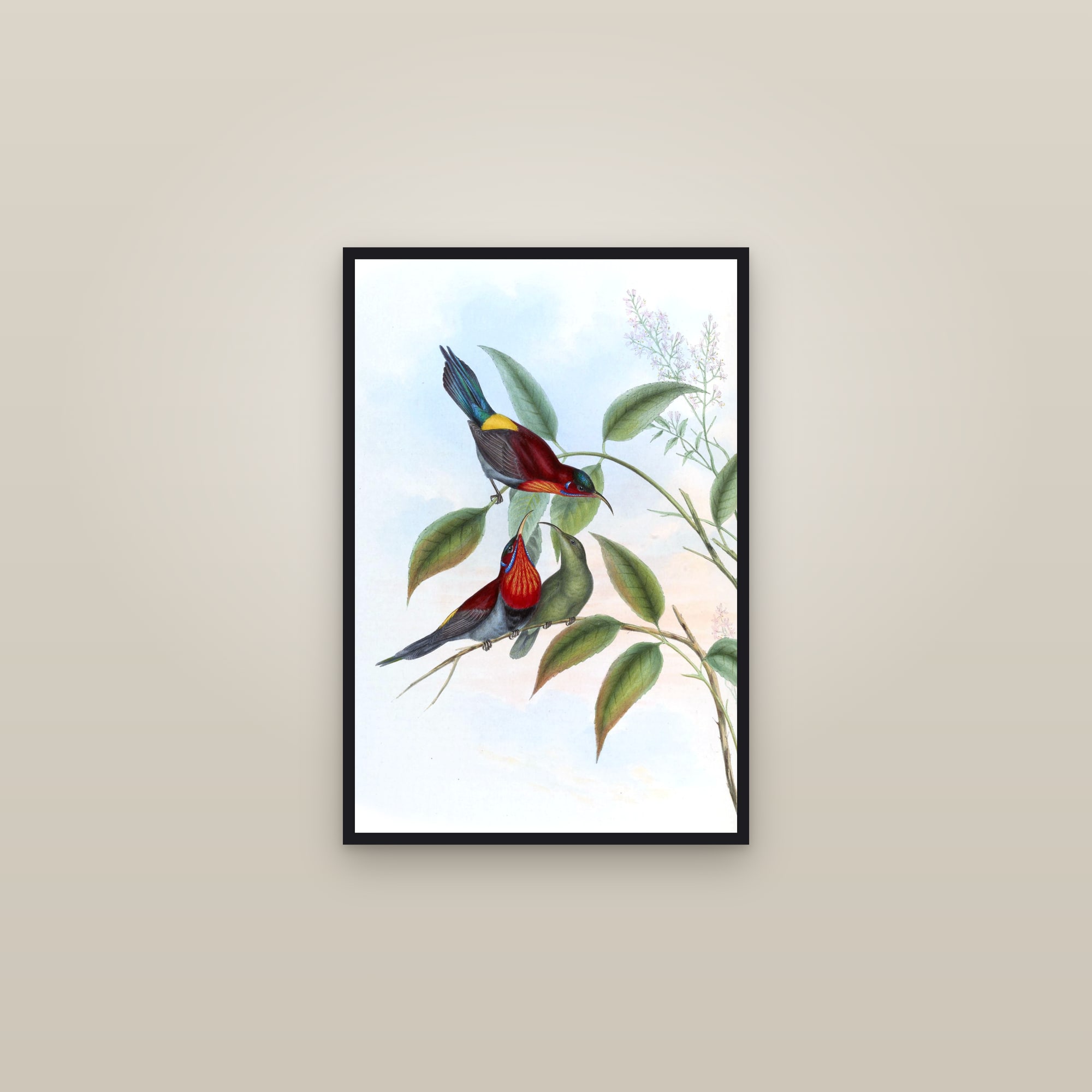 Vigors's Sunbird