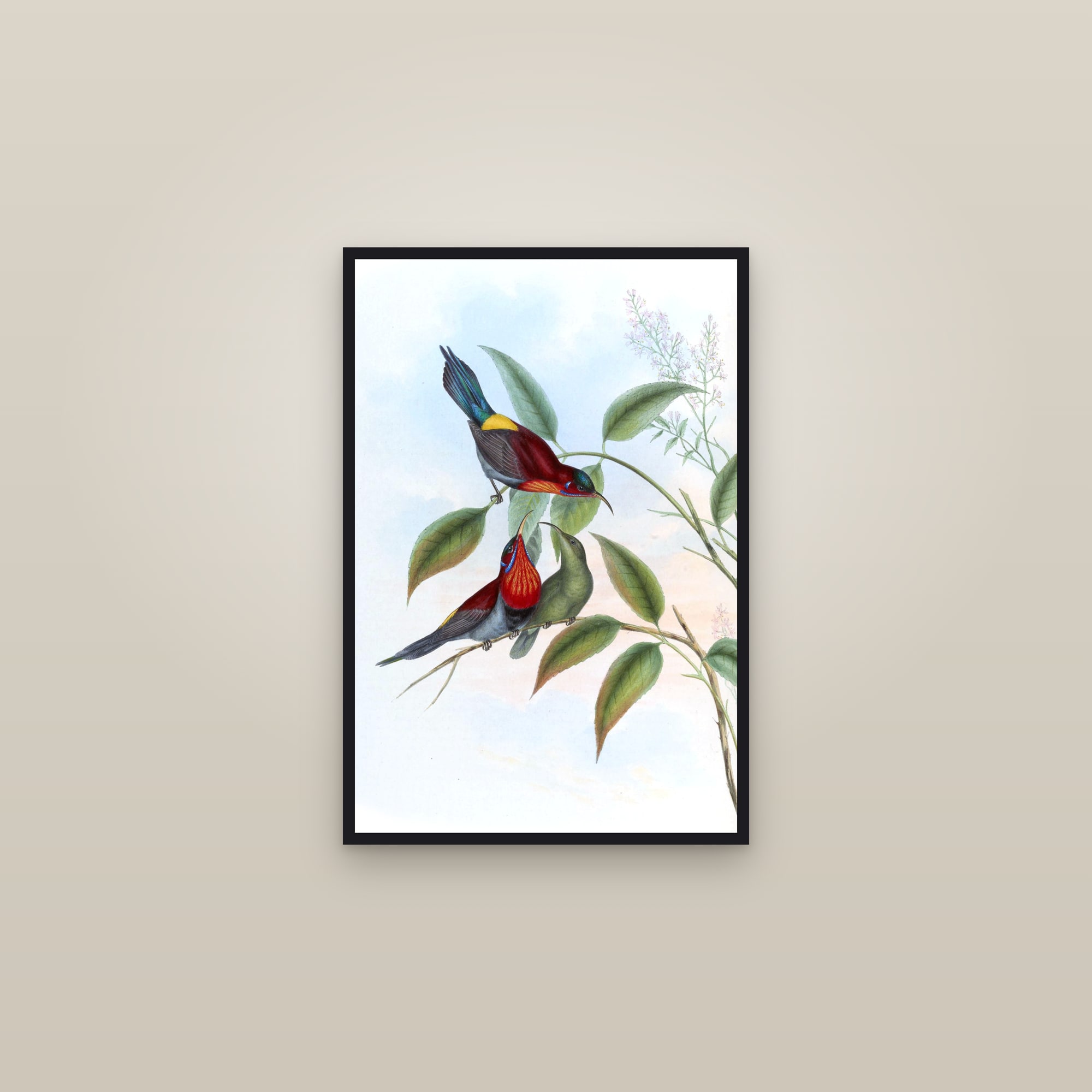 Vigors's Sunbird — framed in a gallery setting