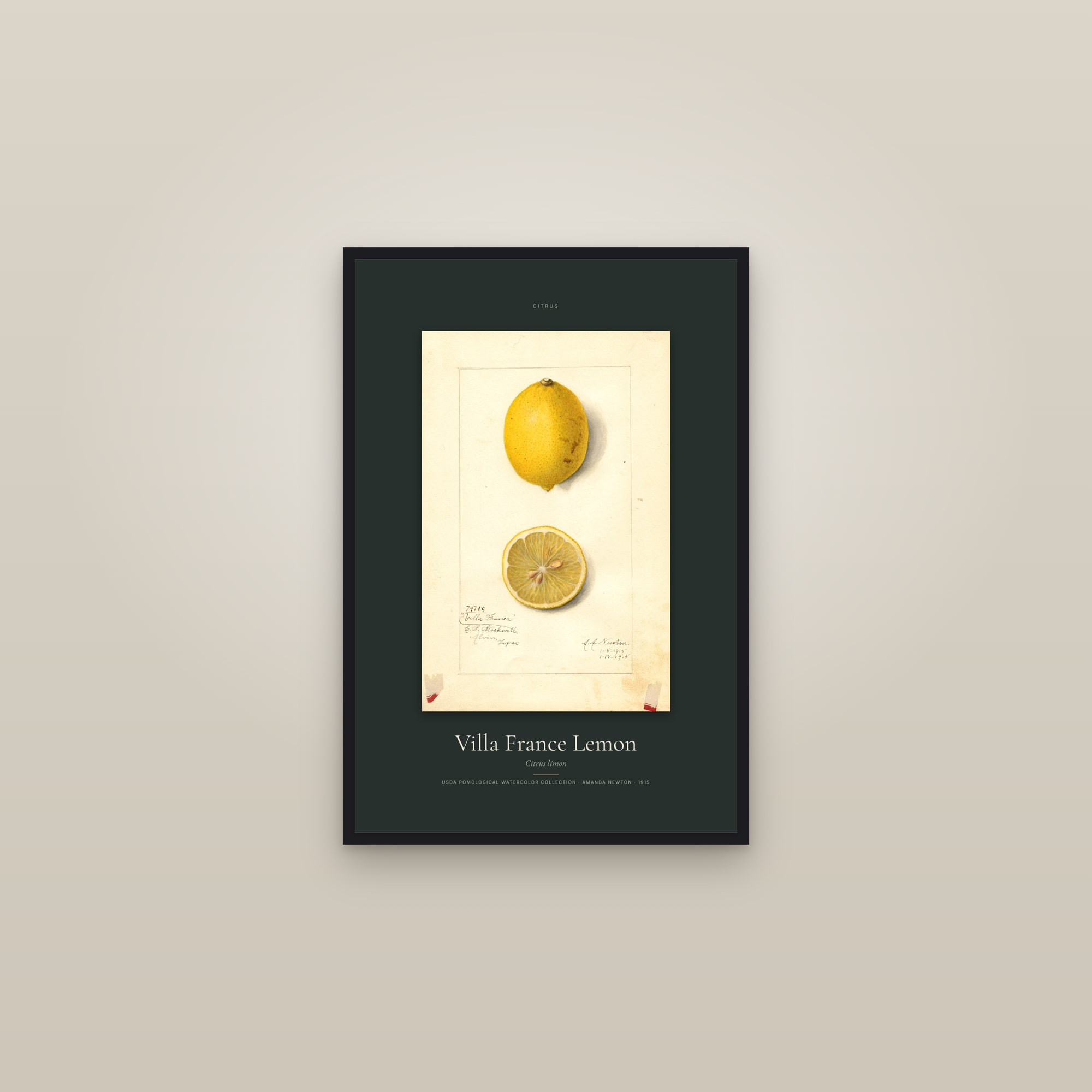 Villa France Lemon — Specimen — framed in a gallery setting